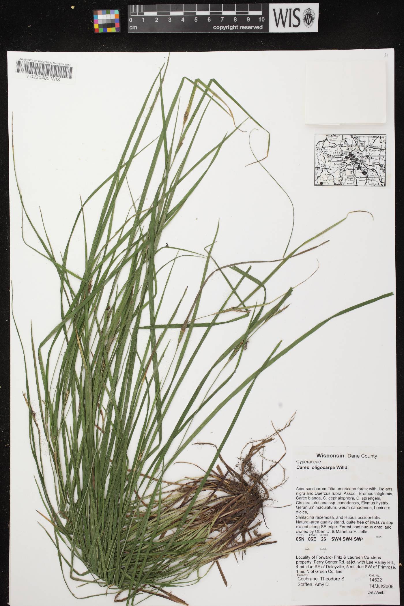 Carex oligocarpa image
