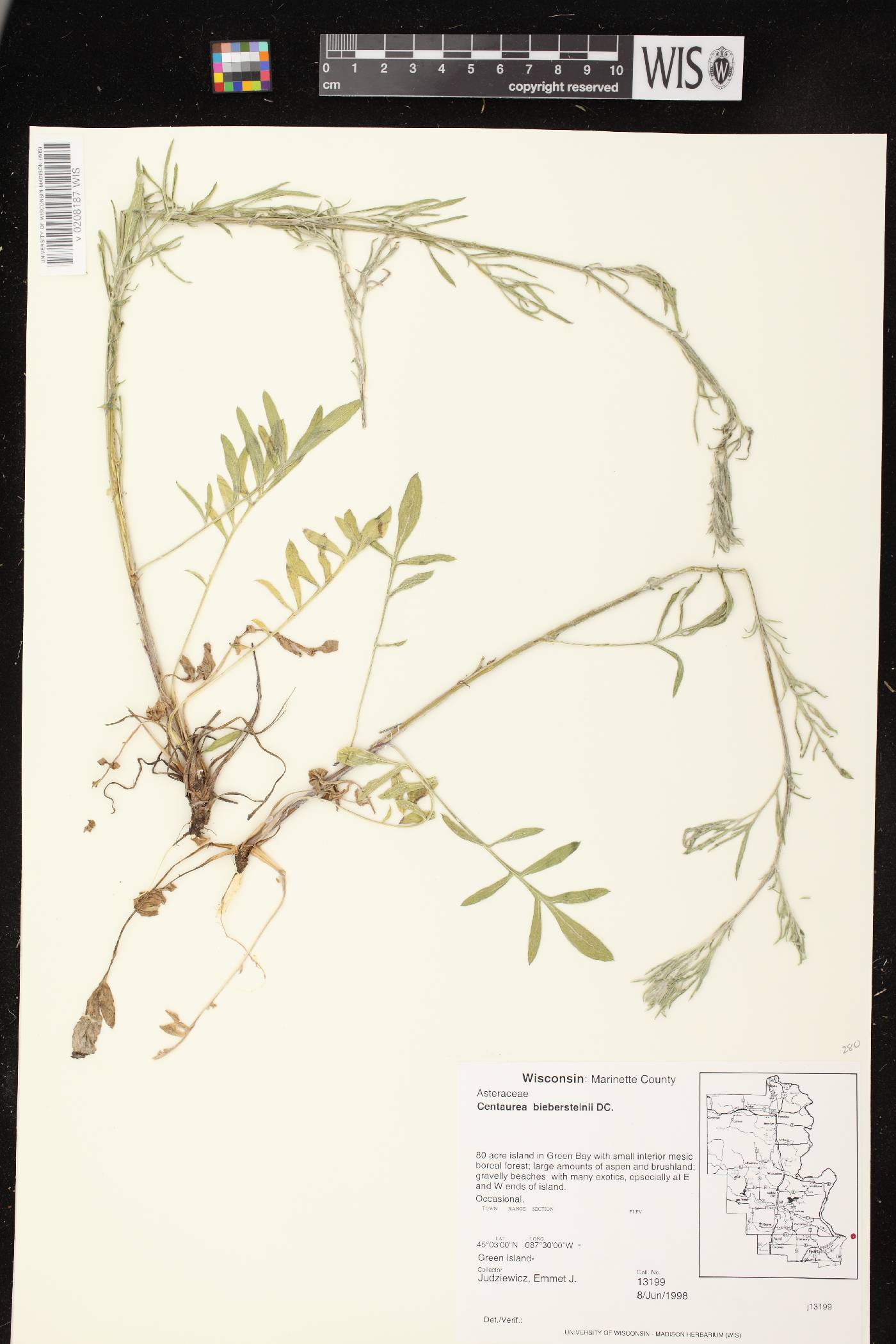 Centaurea stoebe subsp. micranthos image