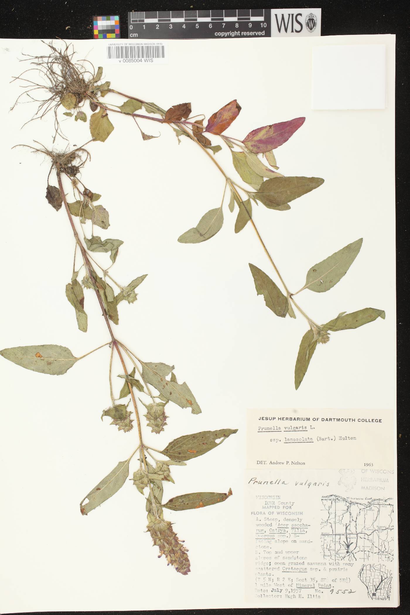 Prunella vulgaris subsp. lanceolata image