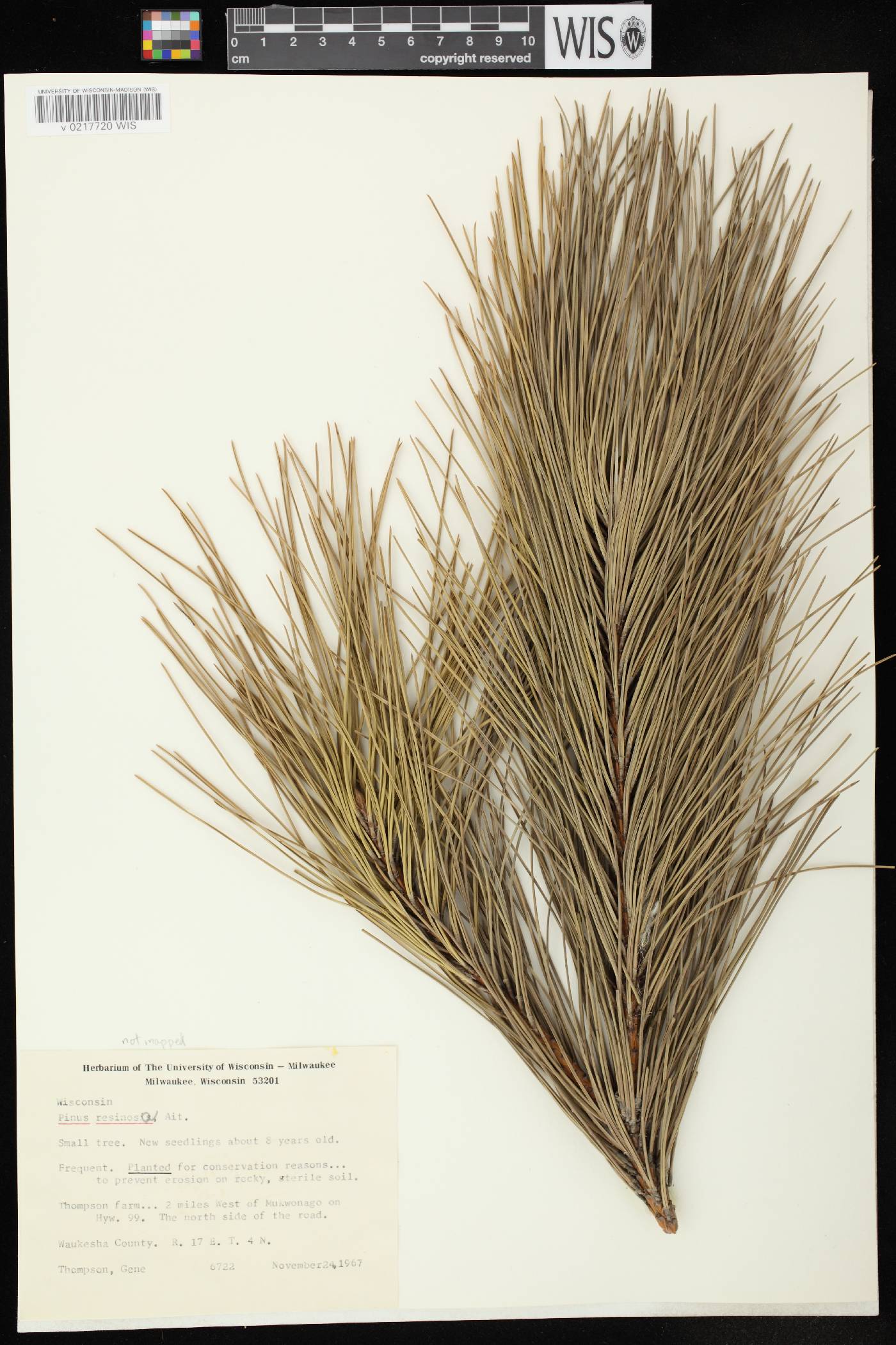 Pinus resinosa image