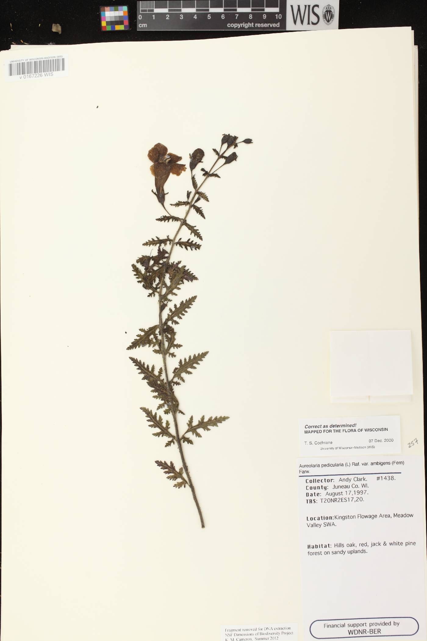 Aureolaria pedicularia image