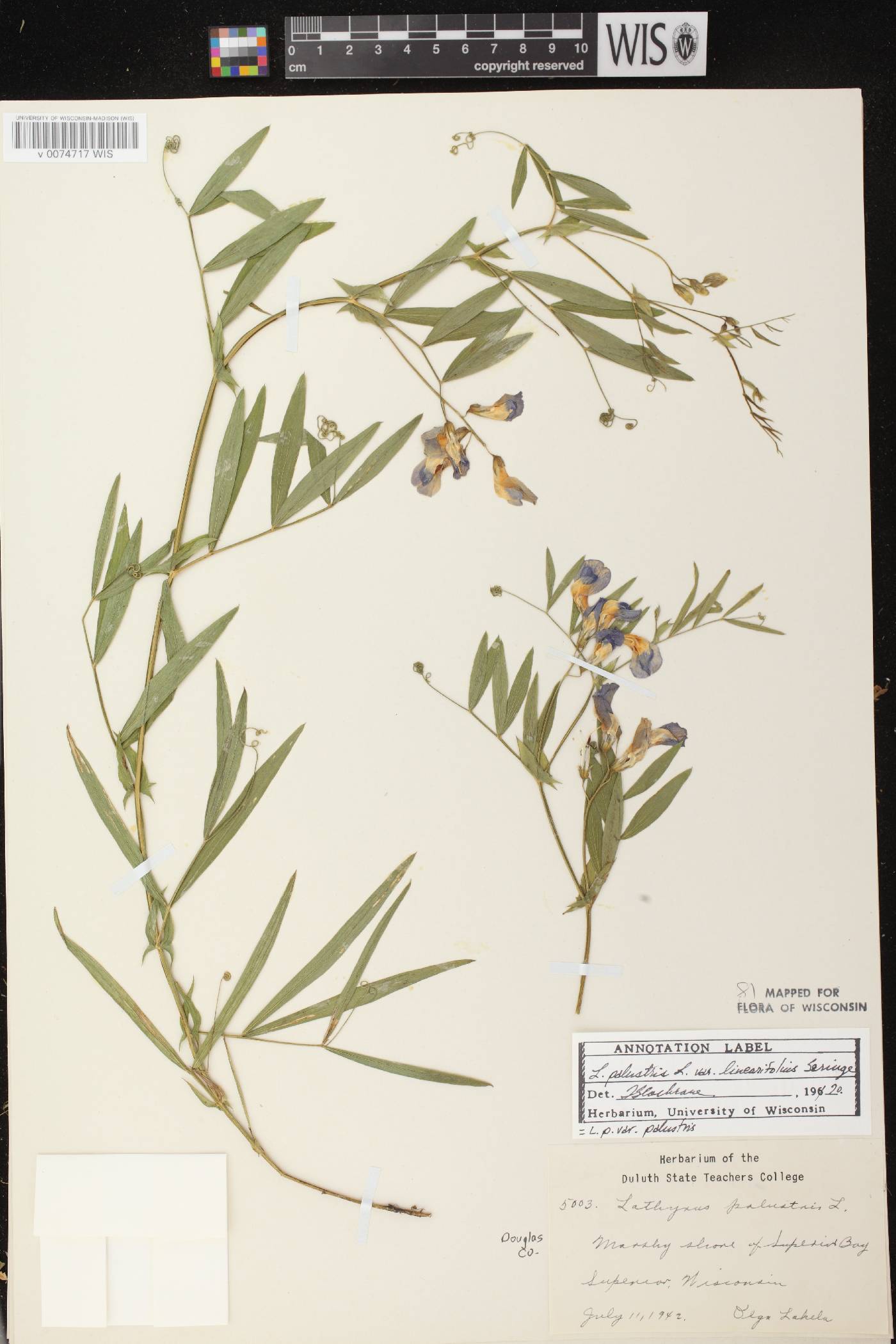 Lathyrus palustris image