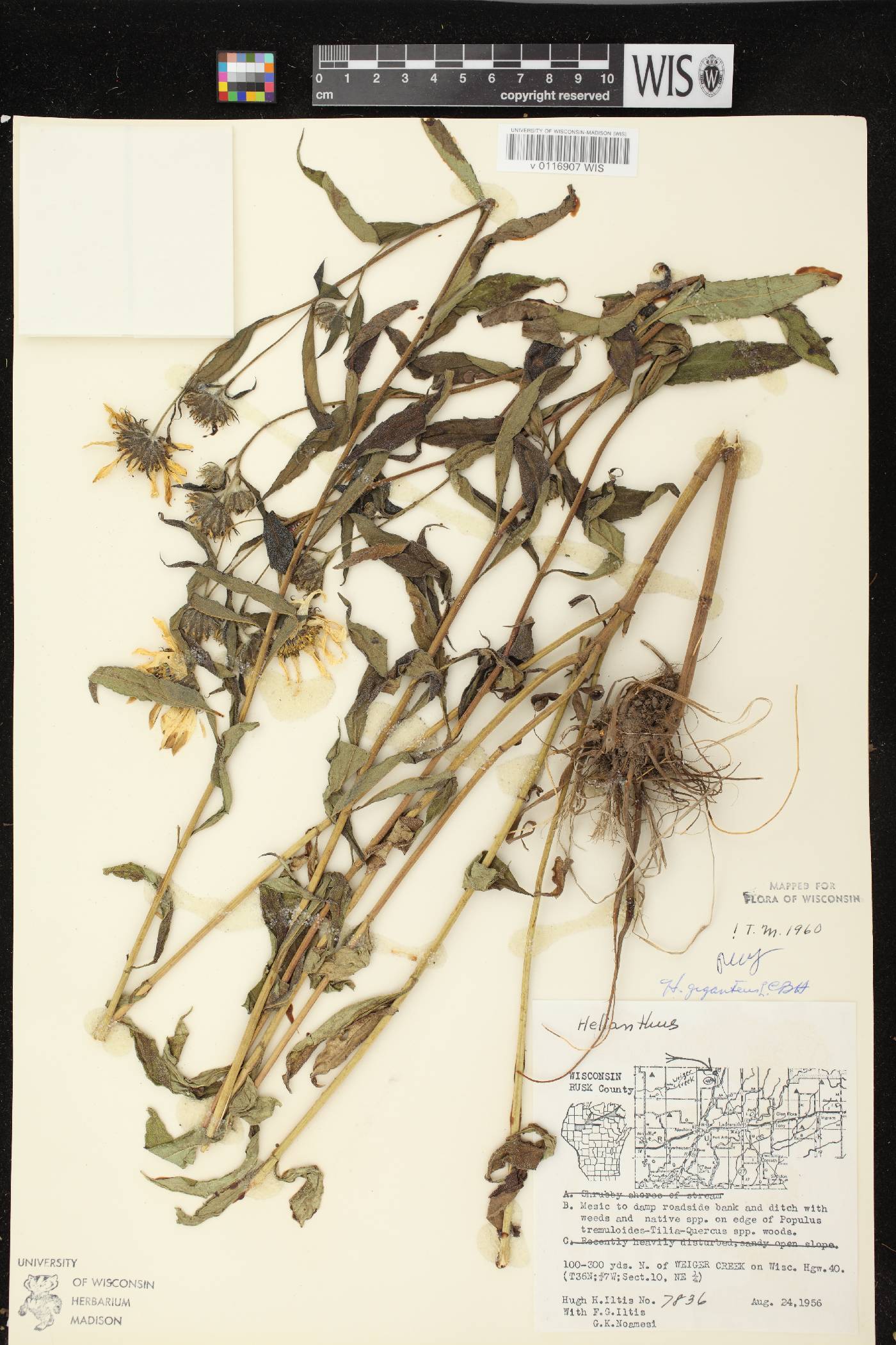 Helianthus giganteus image
