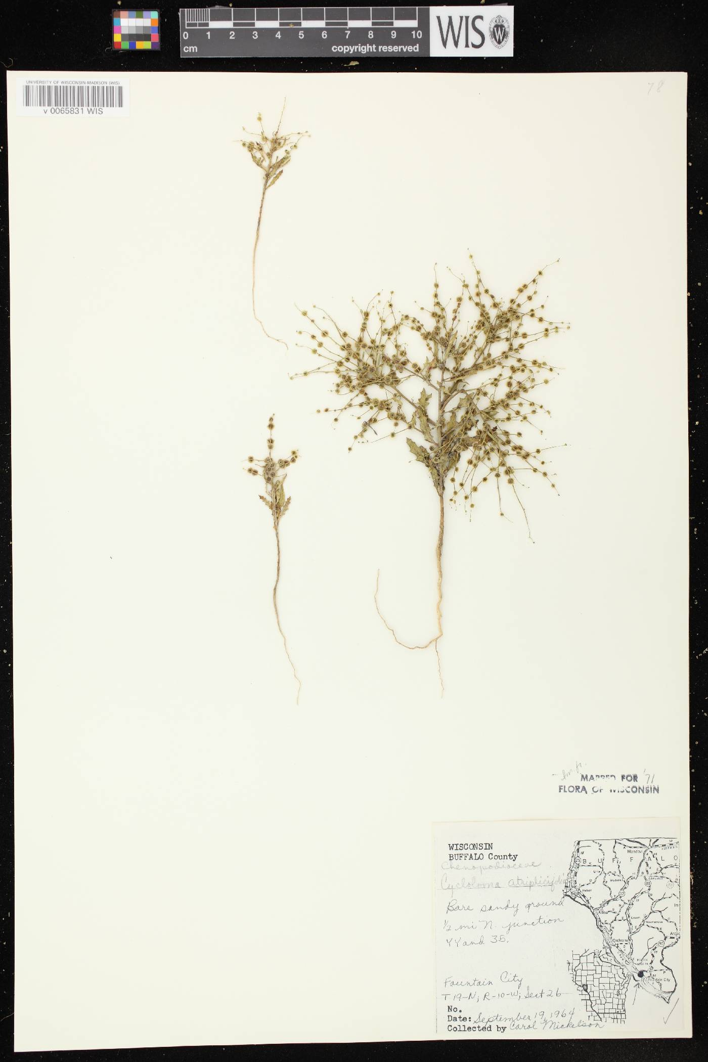 Cycloloma atriplicifolium image