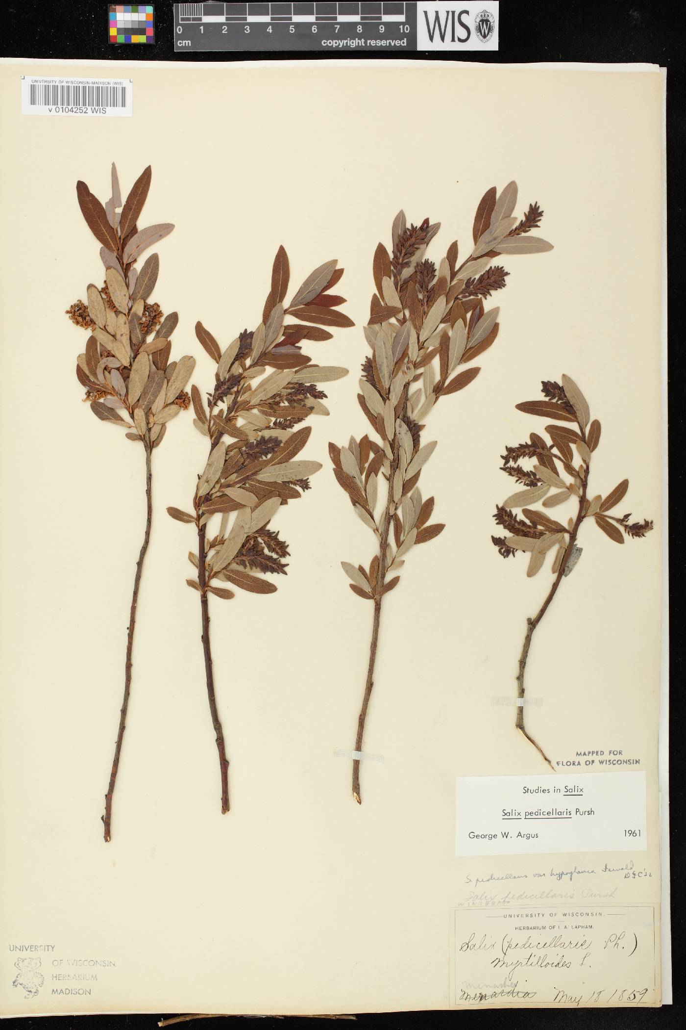 Salix pedicellaris image