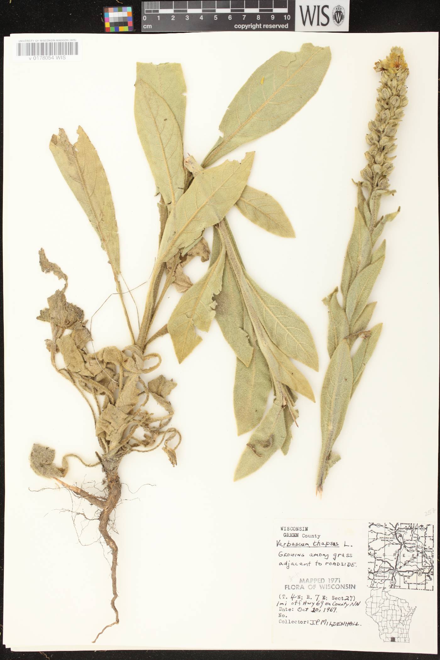 Verbascum thapsus image