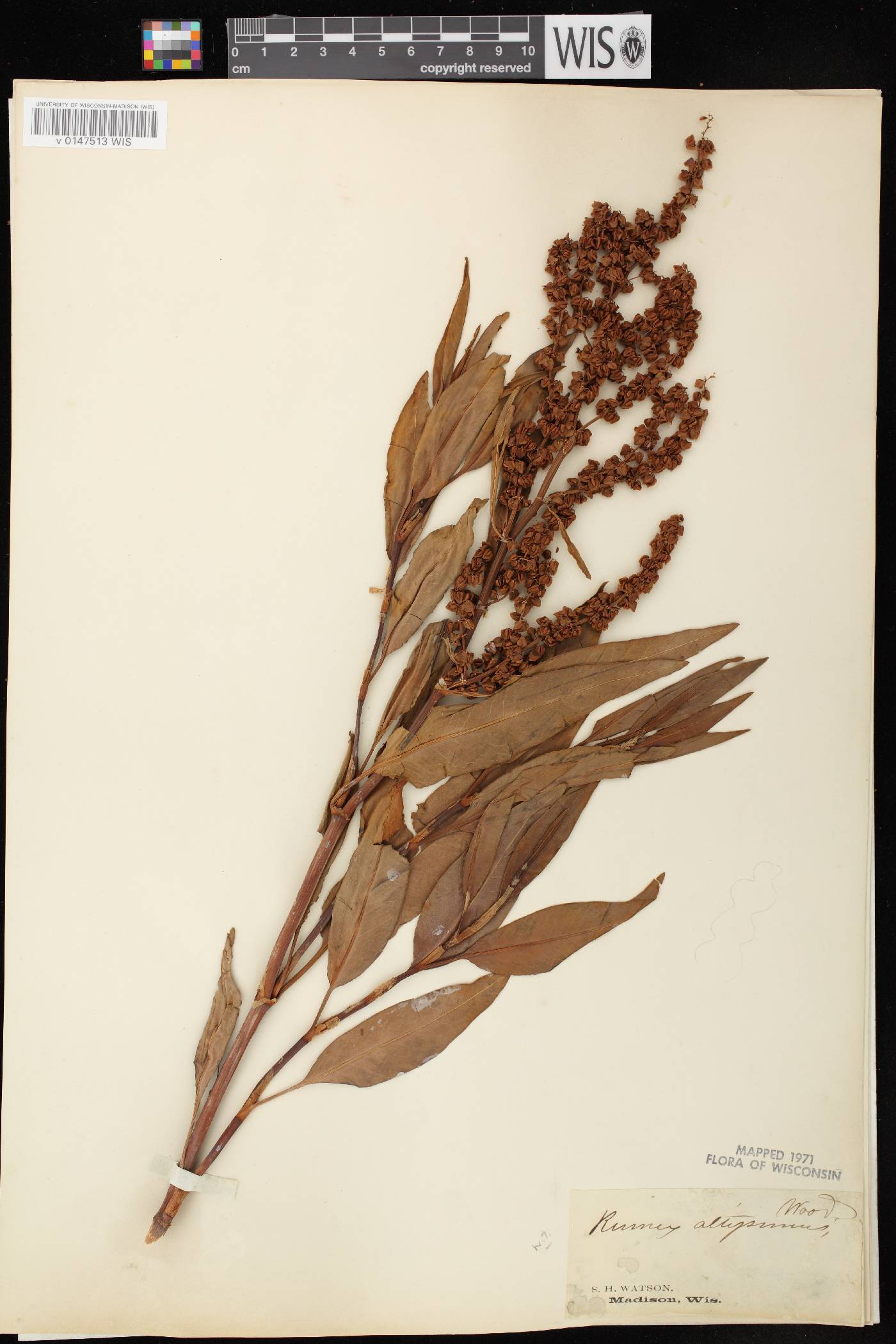 Rumex altissimus image