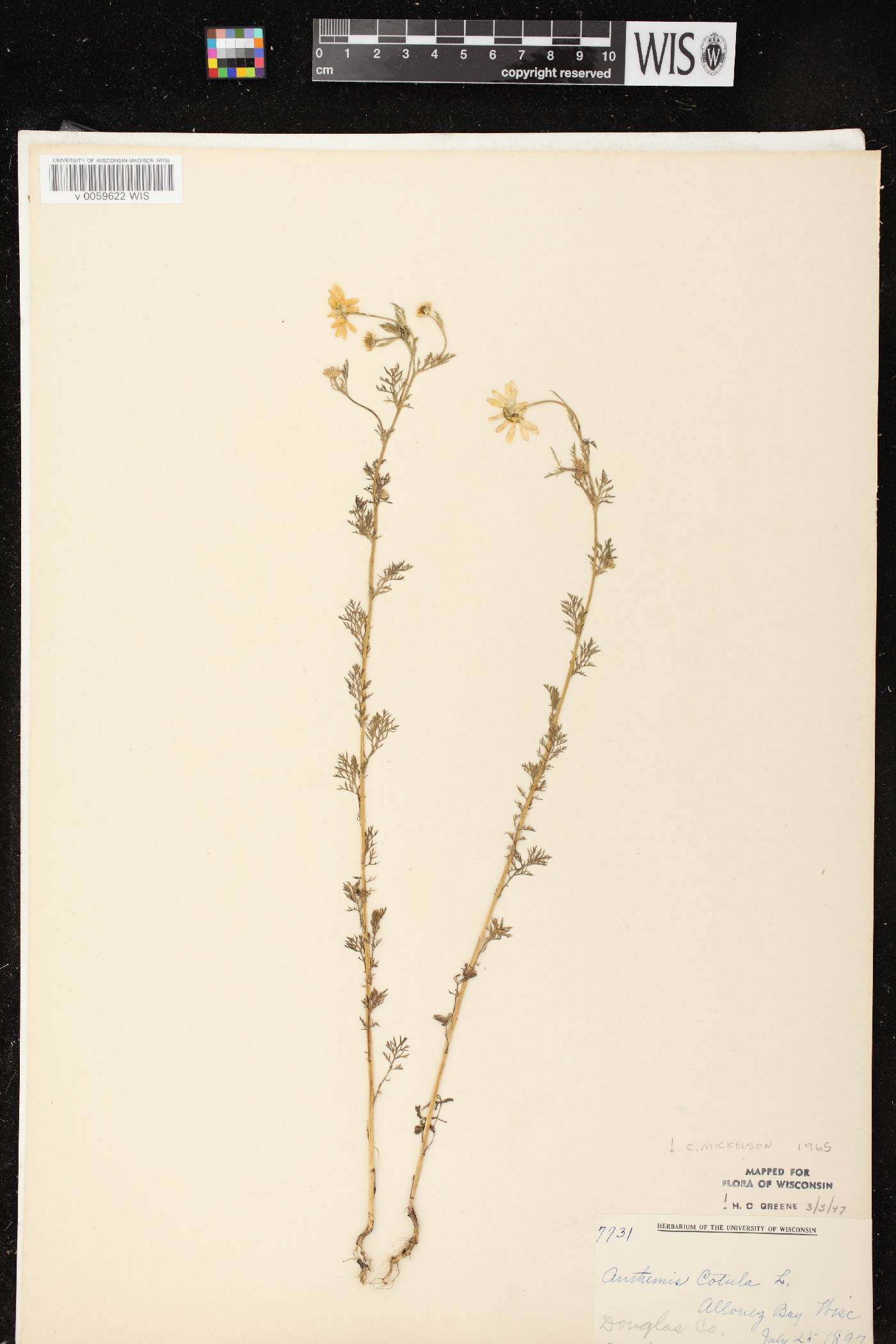 Anthemis cotula image