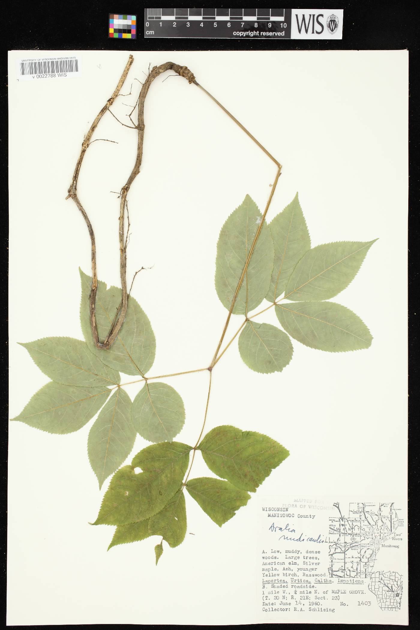 Aralia nudicaulis image