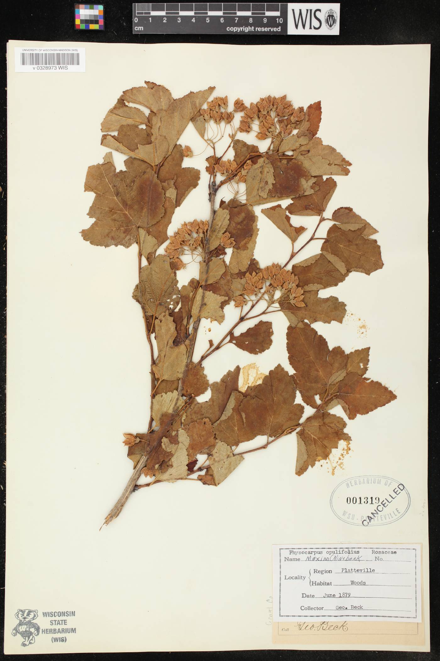 Physocarpus opulifolius image