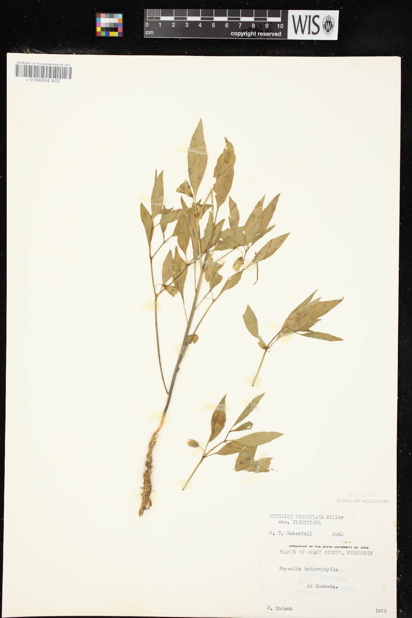 Physalis virginiana var. virginiana image
