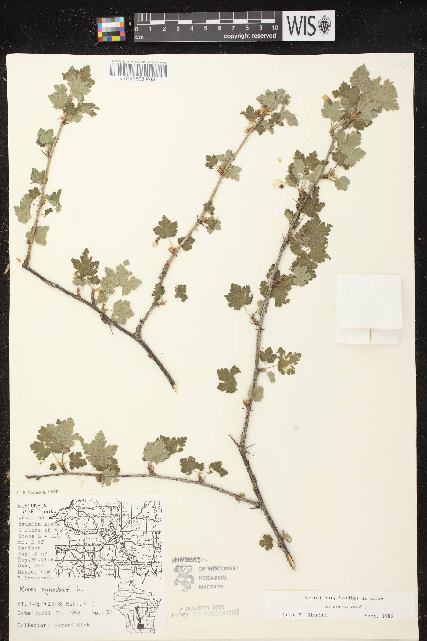 Ribes cynosbati image