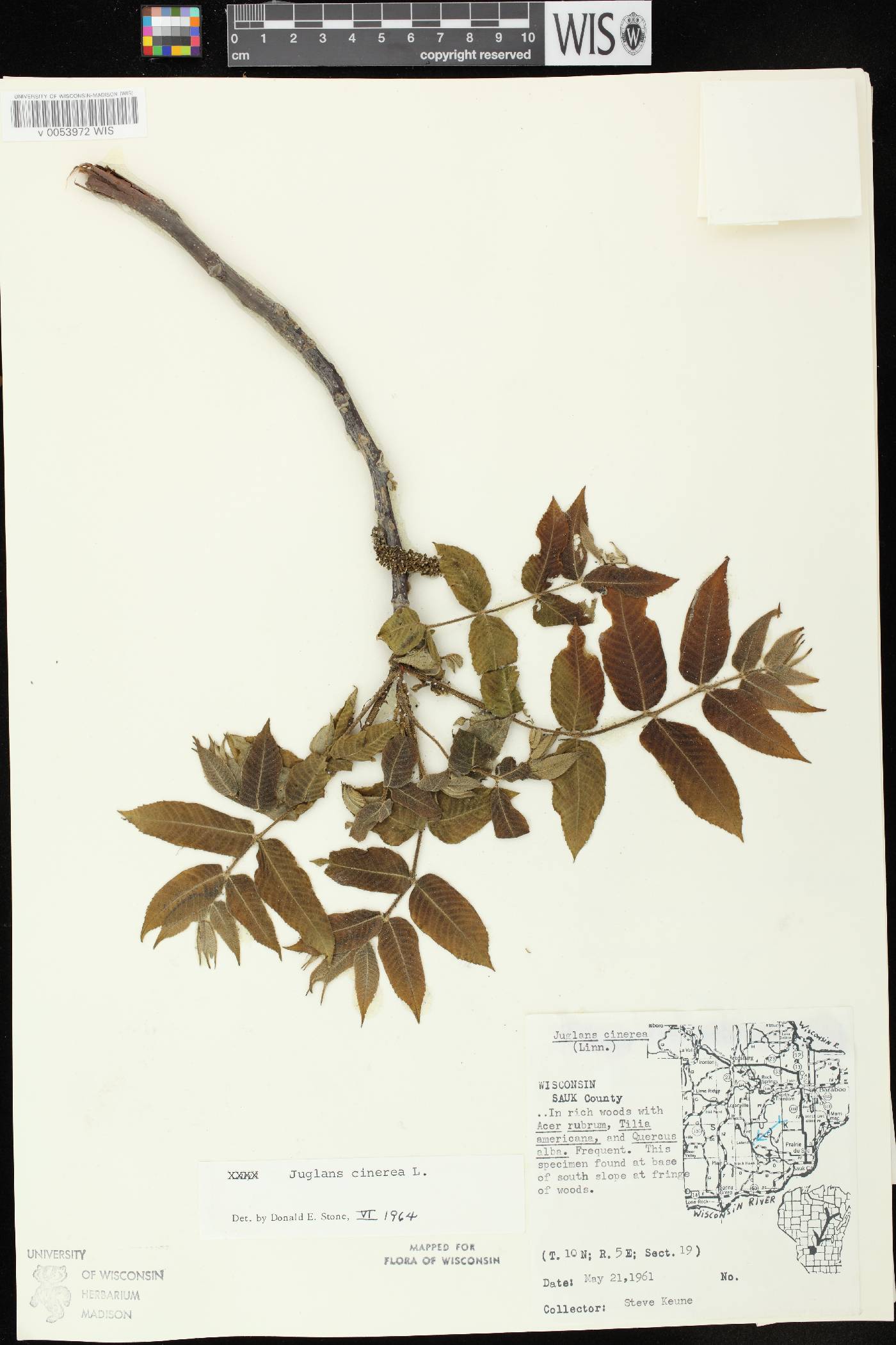 Juglans cinerea image