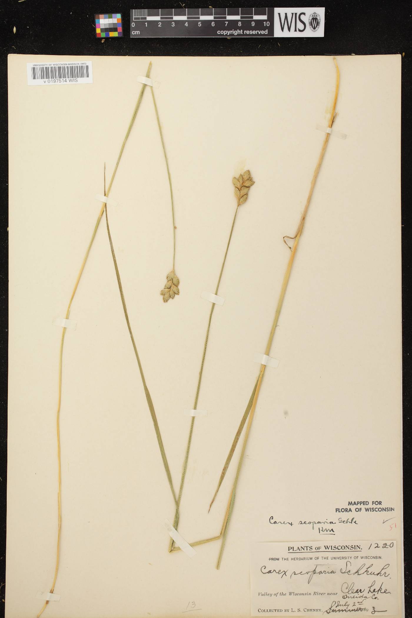 Carex scoparia var. scoparia image