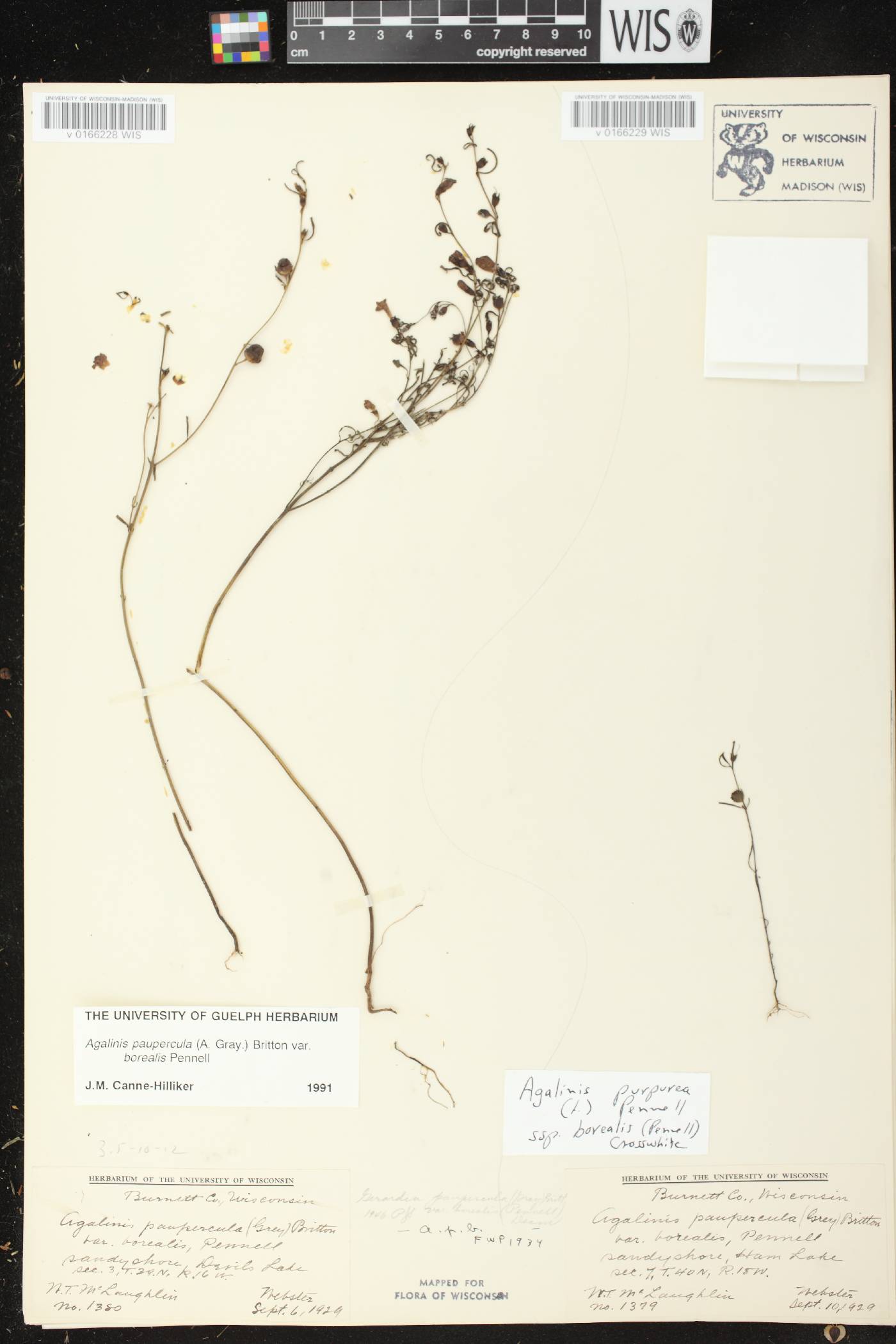Agalinis paupercula var. borealis image