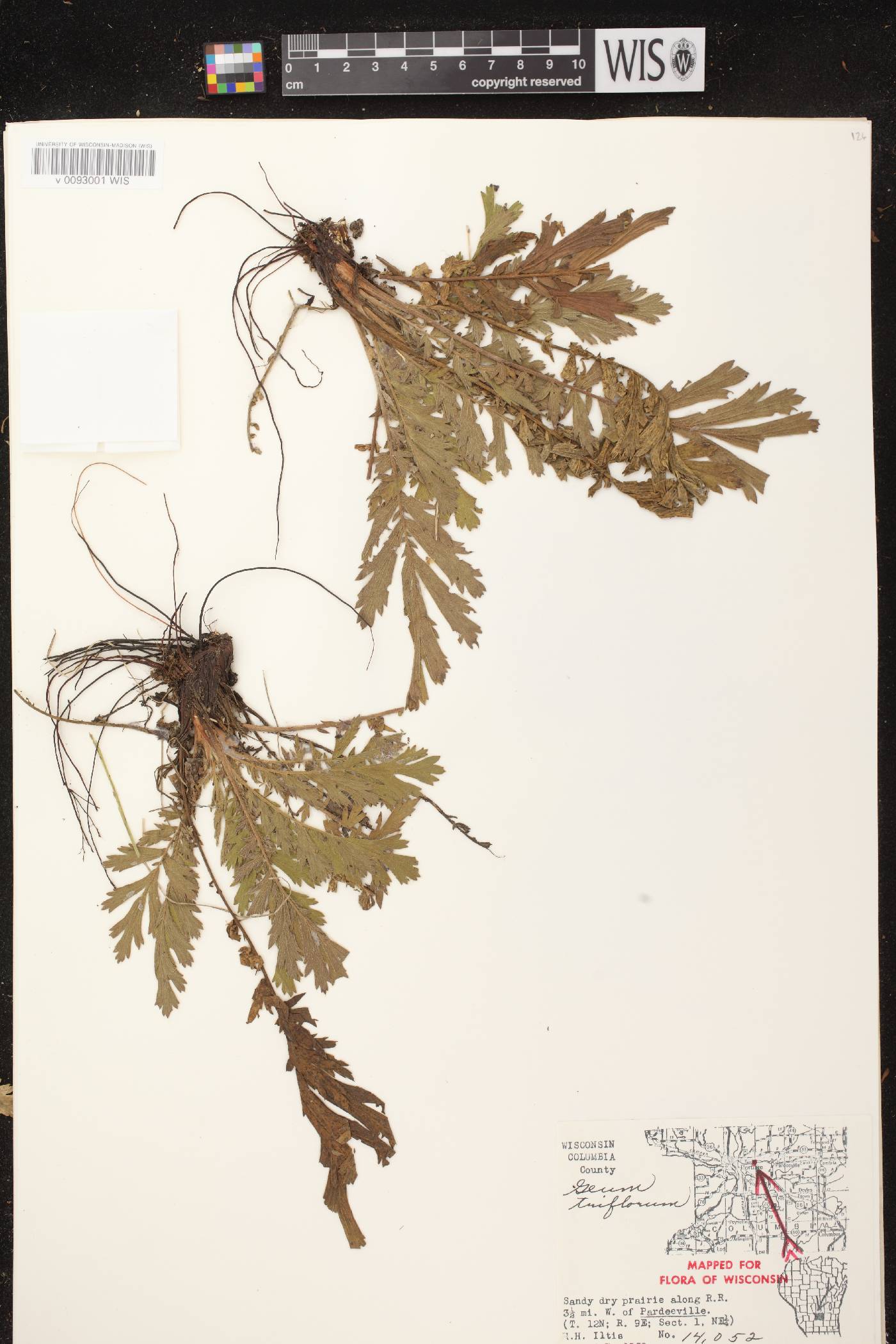Geum triflorum var. triflorum image