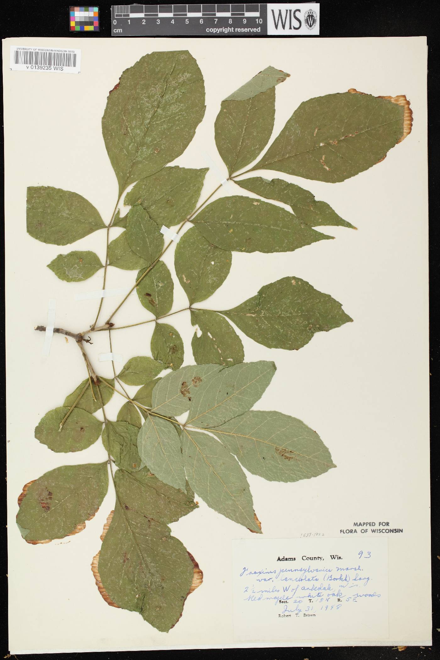 Fraxinus pennsylvanica image