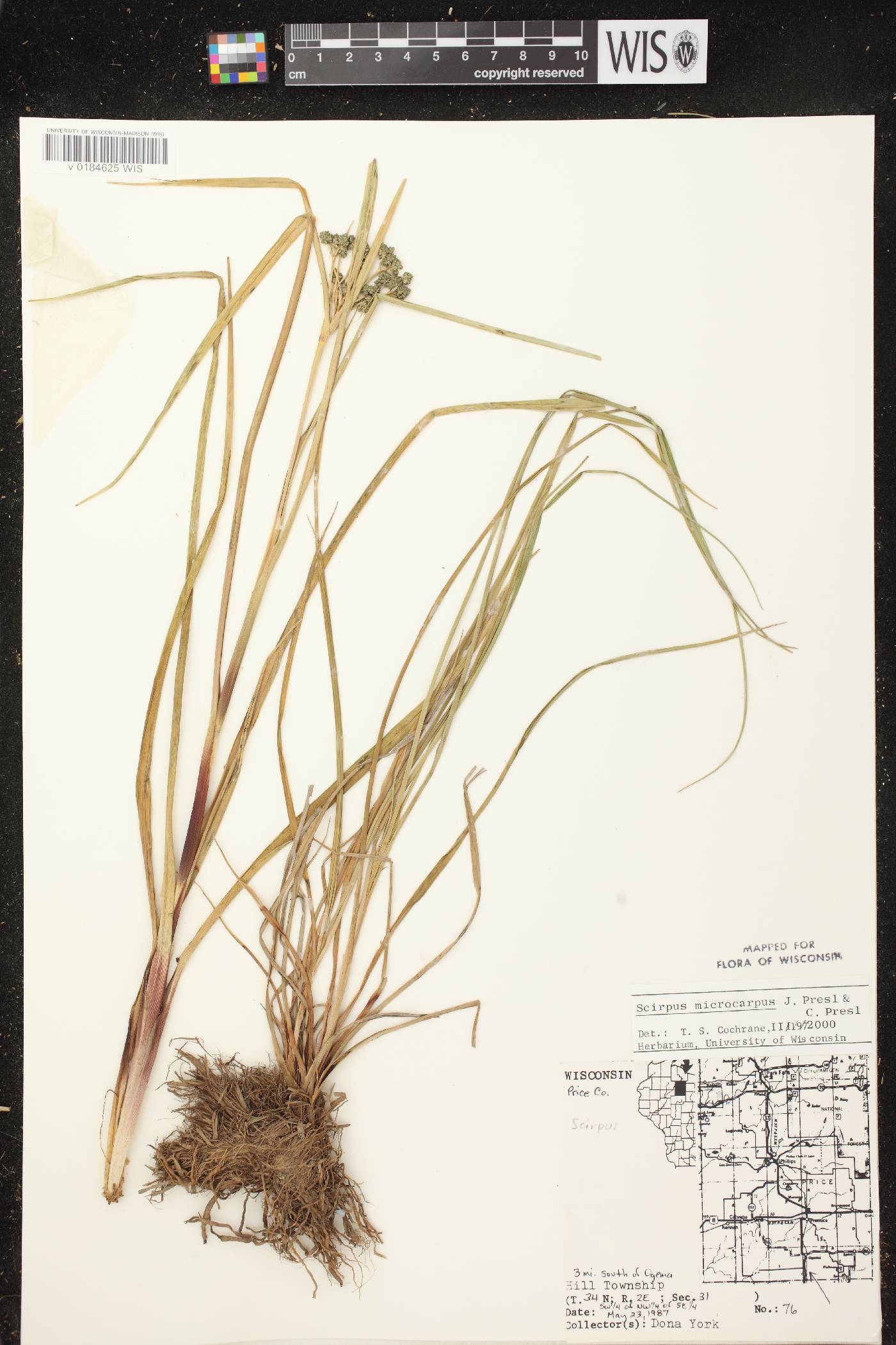 Scirpus microcarpus image
