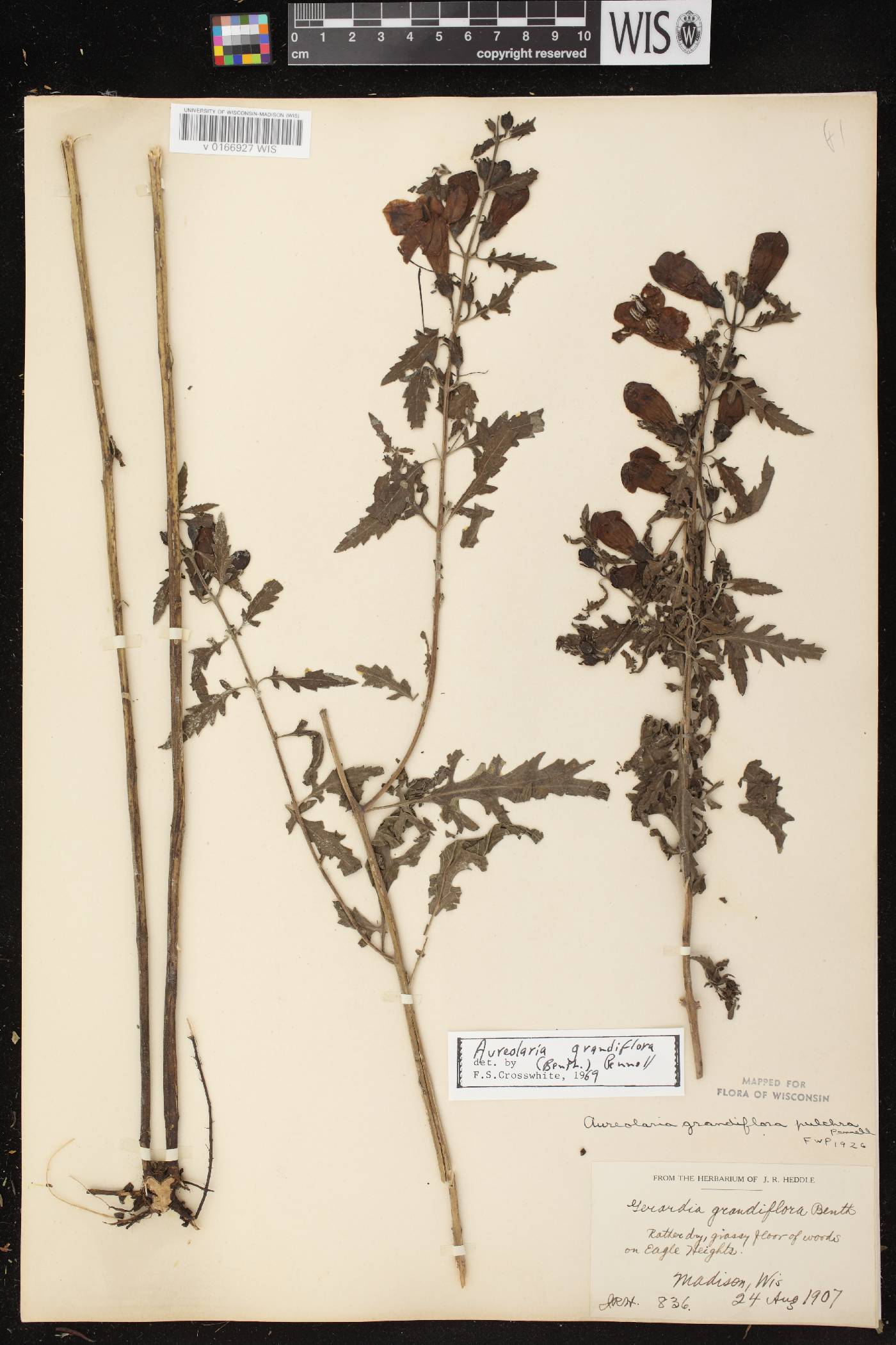 Aureolaria grandiflora var. pulchra image