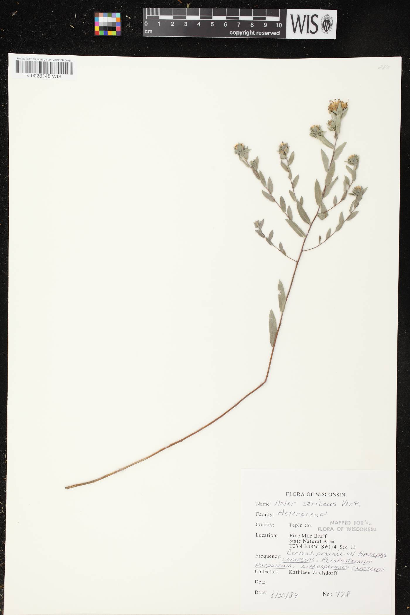 Symphyotrichum sericeum image