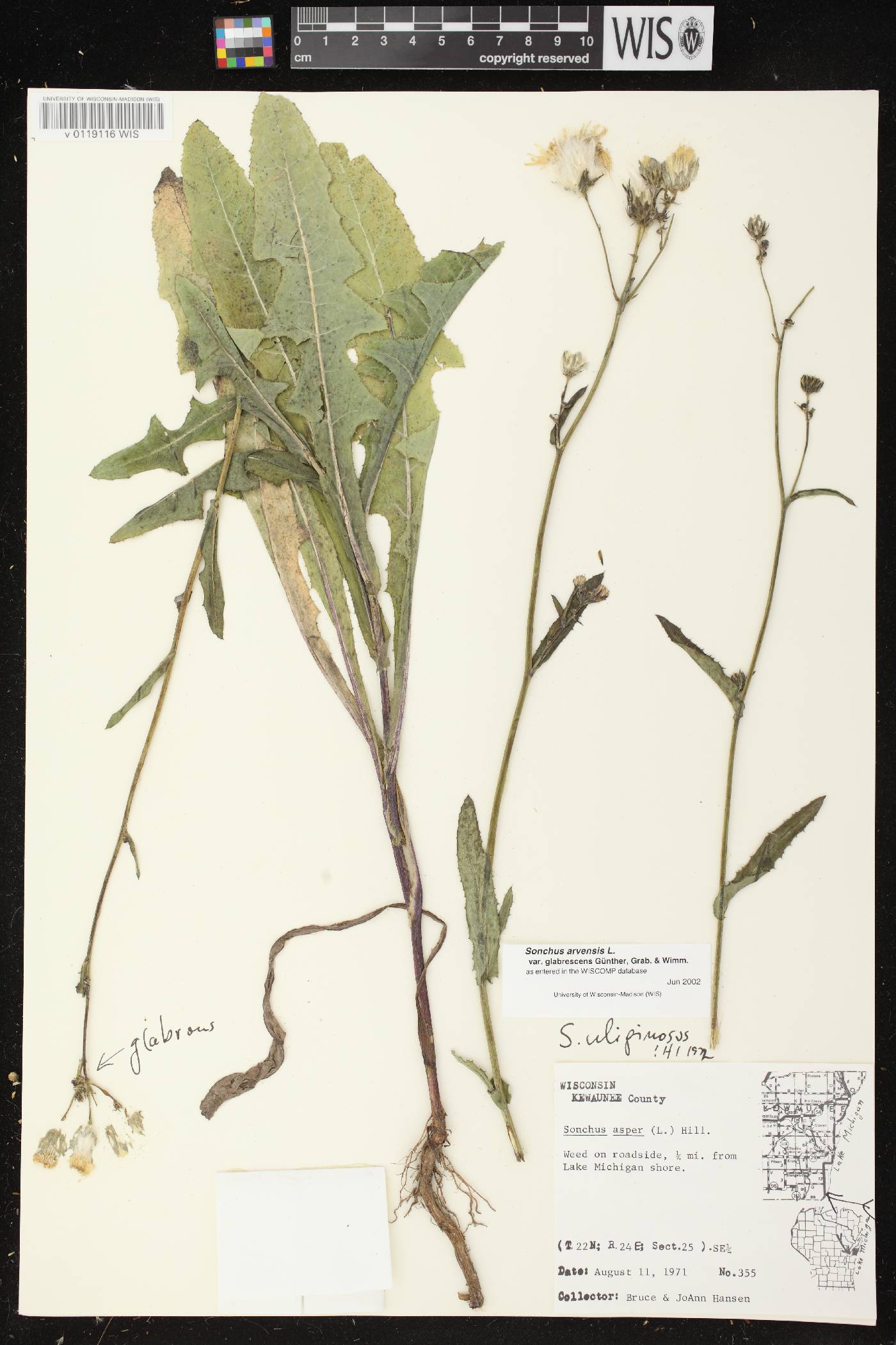 Sonchus arvensis image