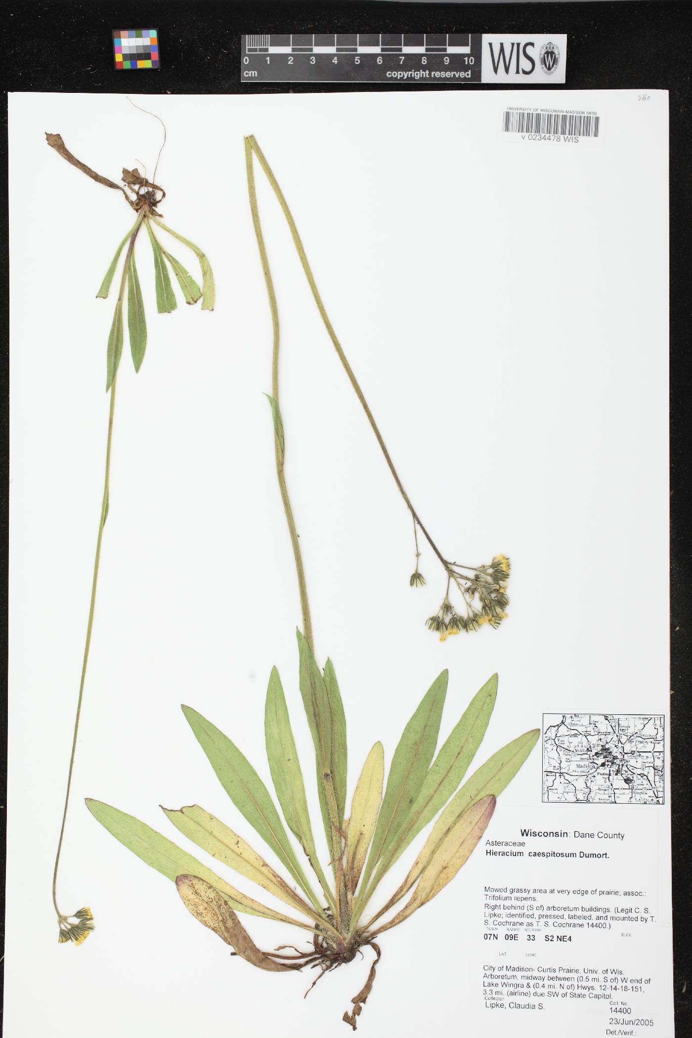 Hieracium caespitosum image