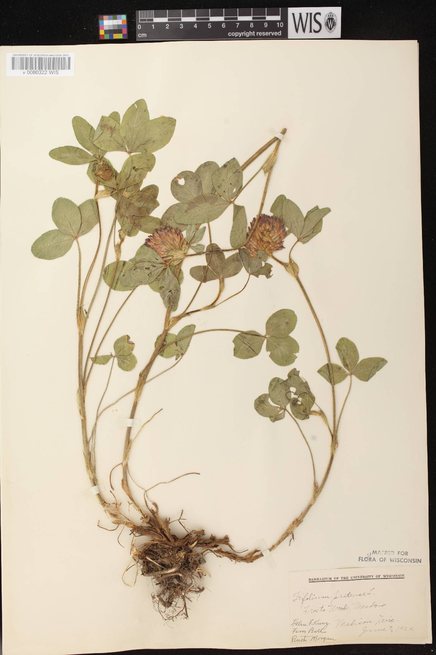 Trifolium pratense image