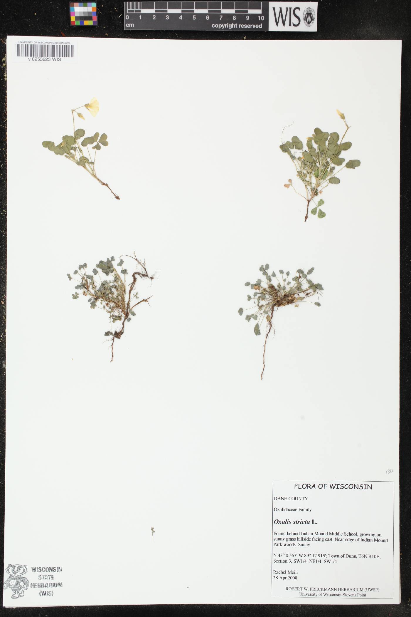 Oxalis stricta image