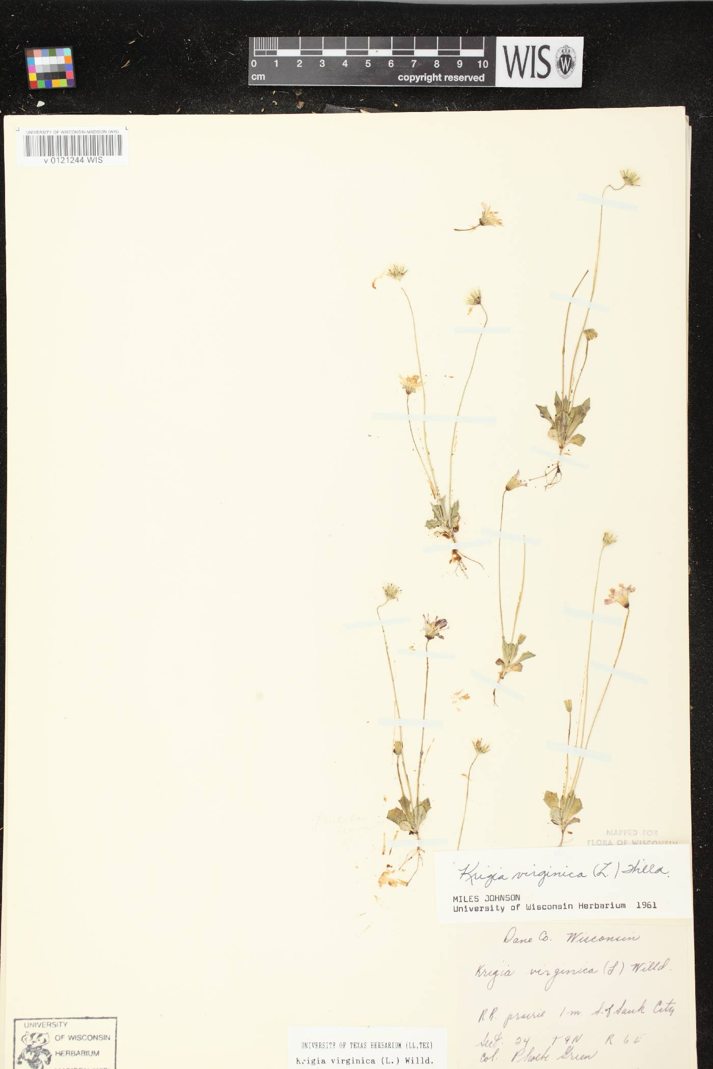 Krigia virginica image