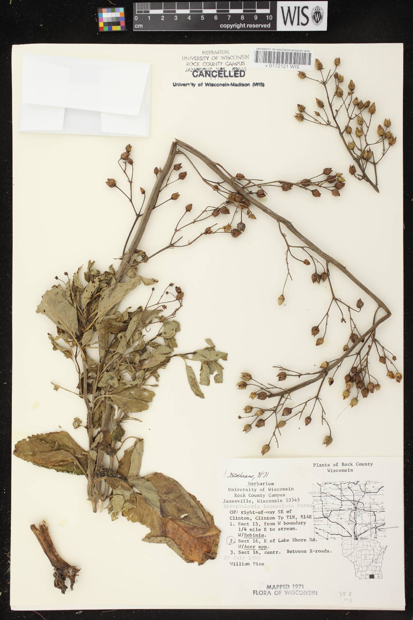 Scrophularia lanceolata image