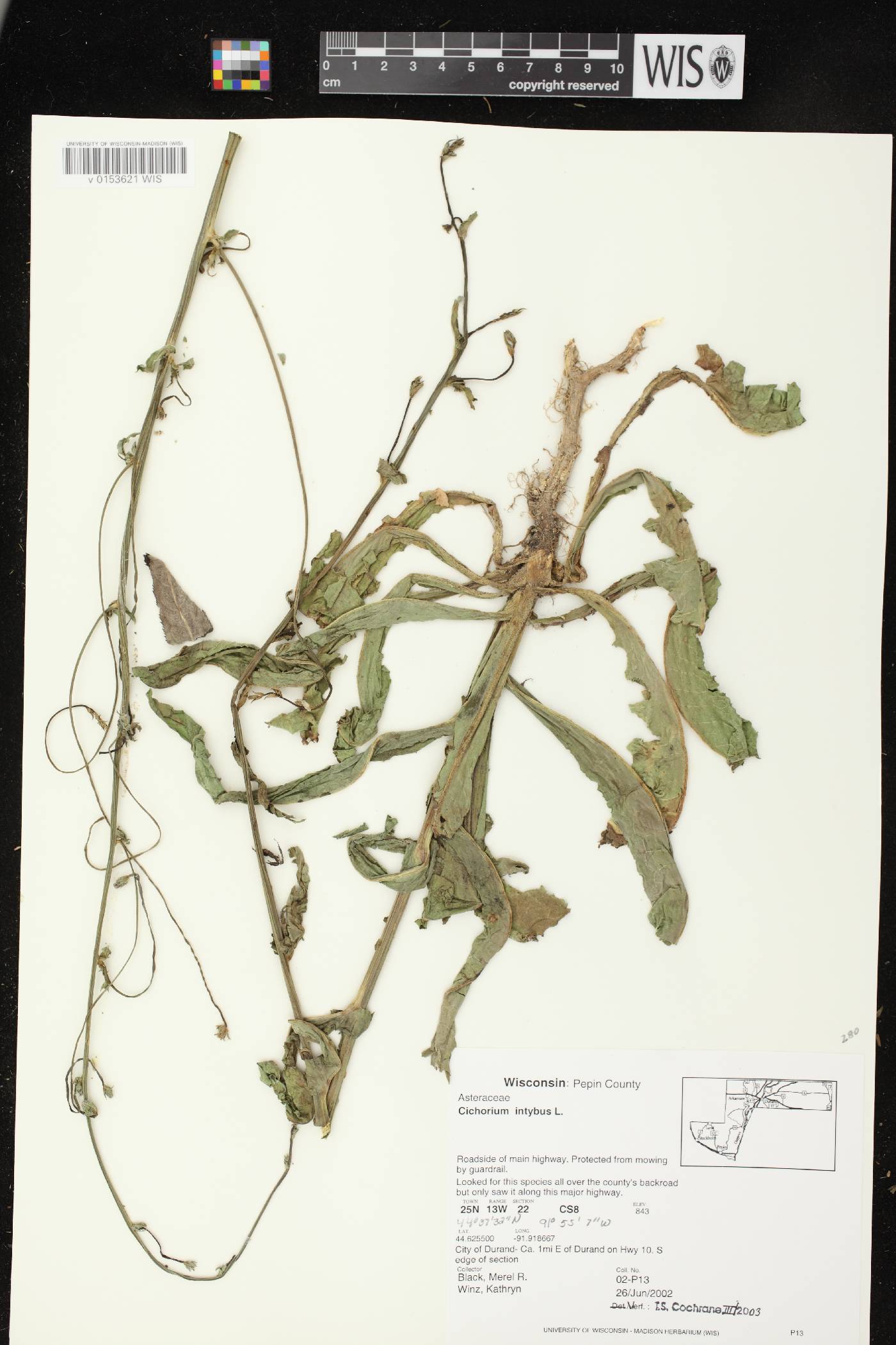 Cichorium intybus image
