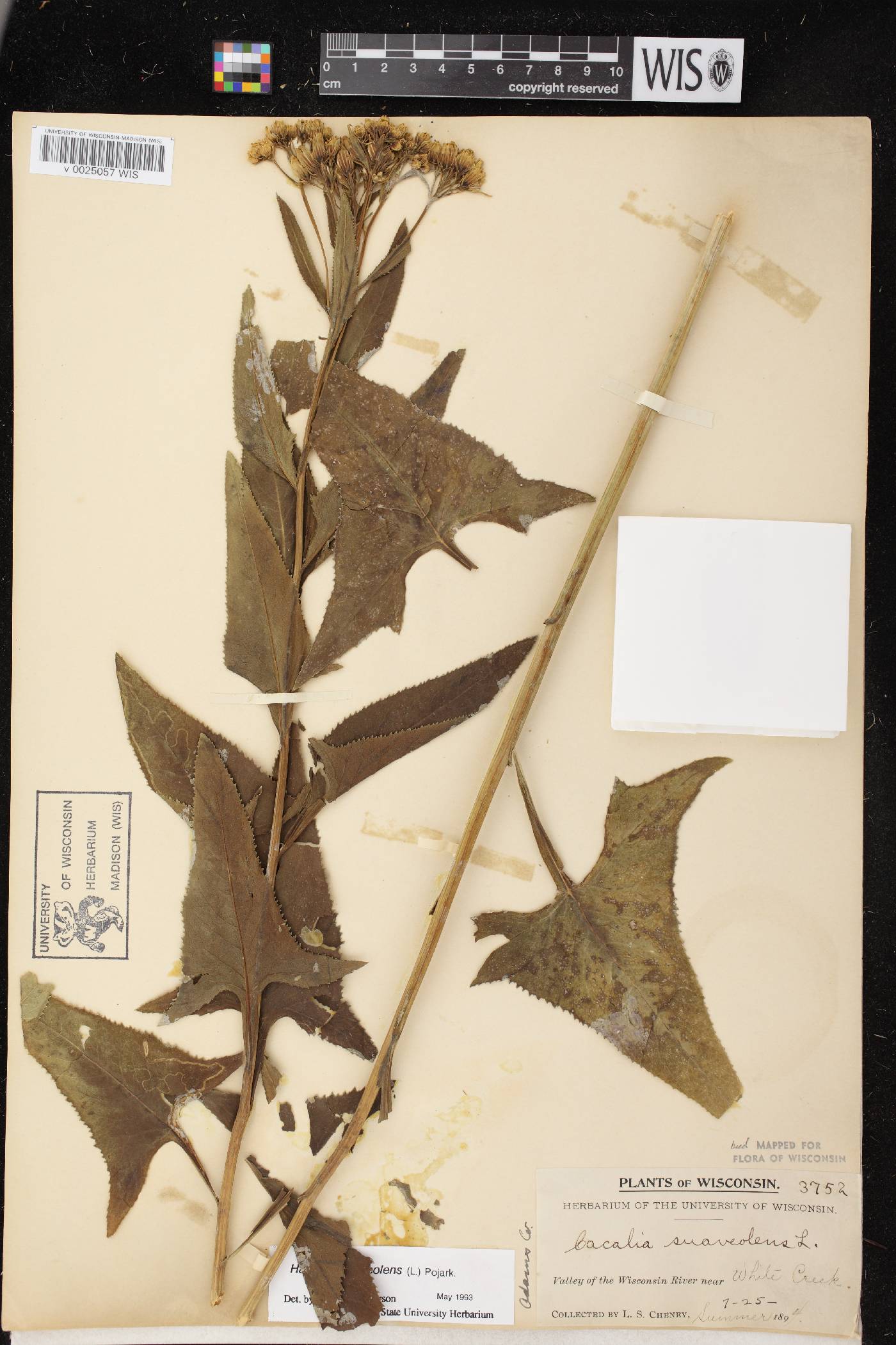 Hasteola suaveolens image