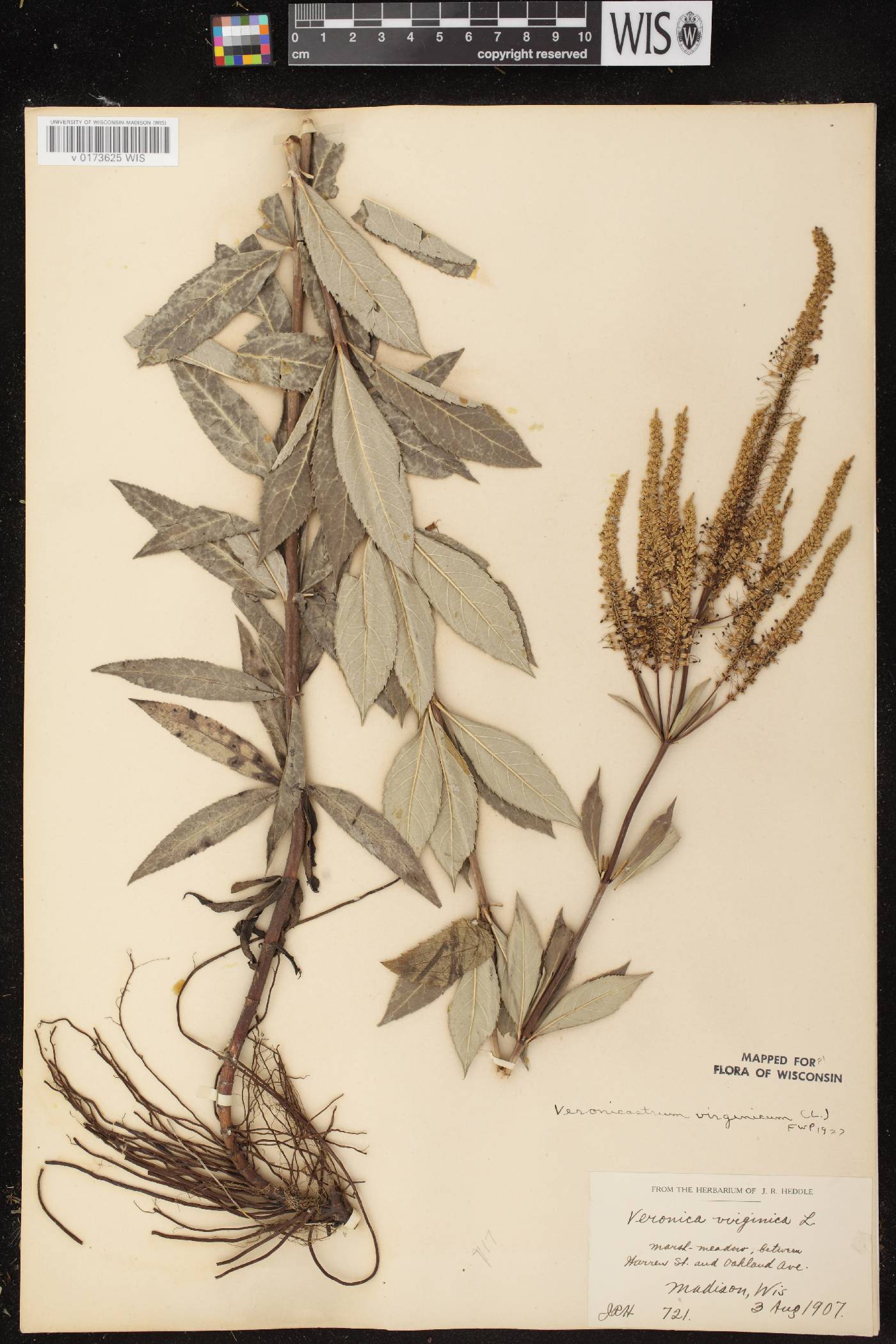 Veronicastrum virginicum image