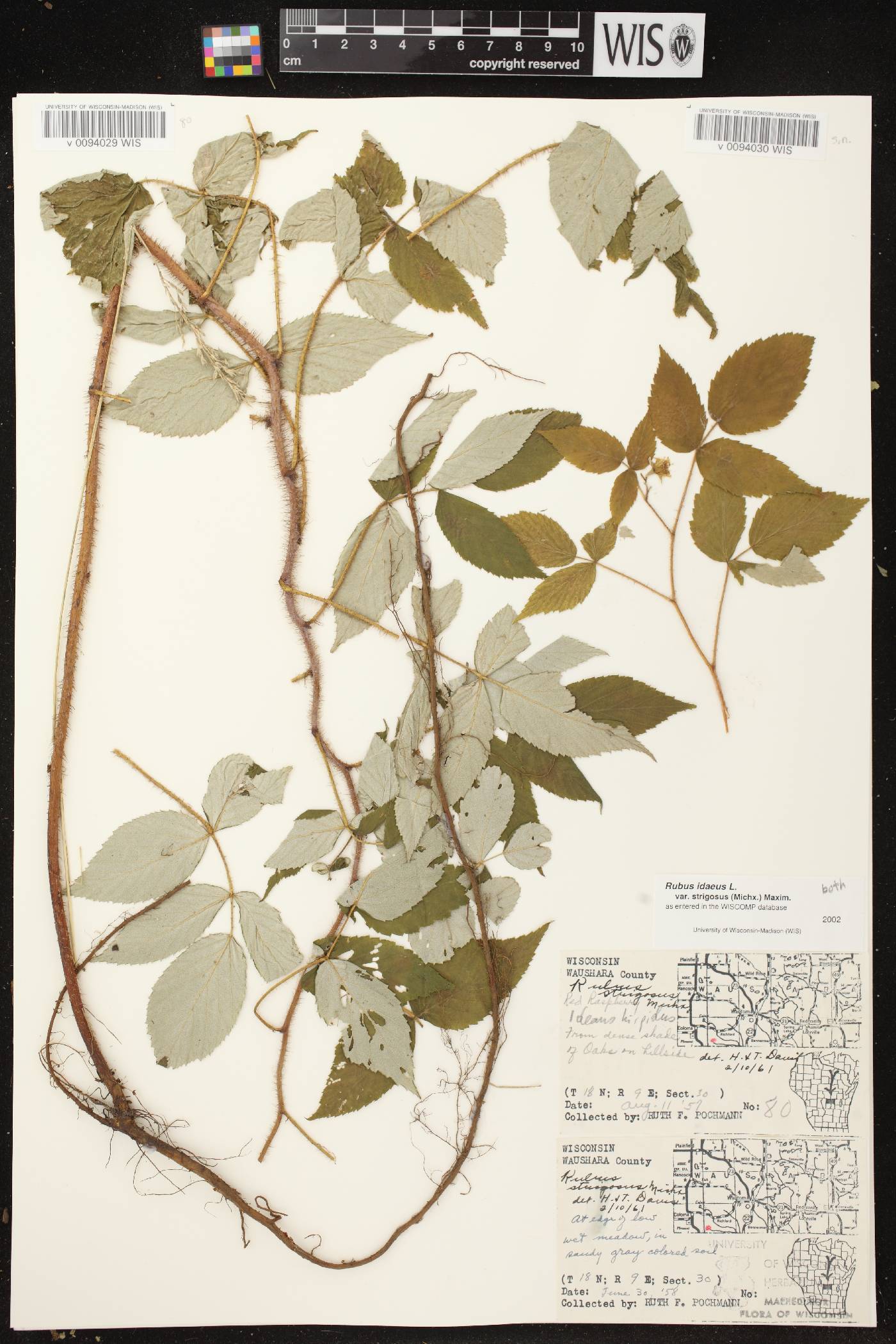 Rubus idaeus subsp. strigosus image