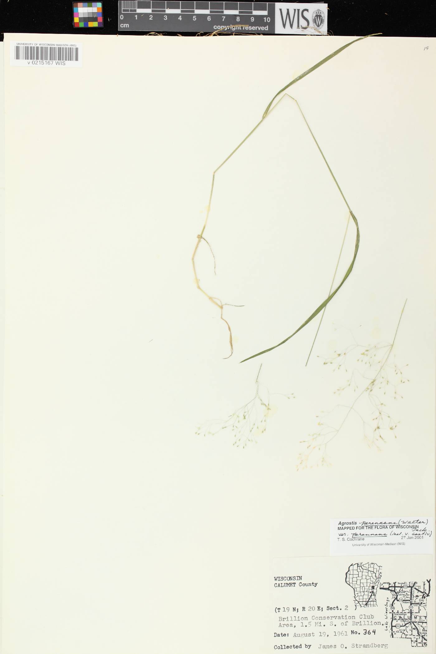 Agrostis perennans var. perennans image