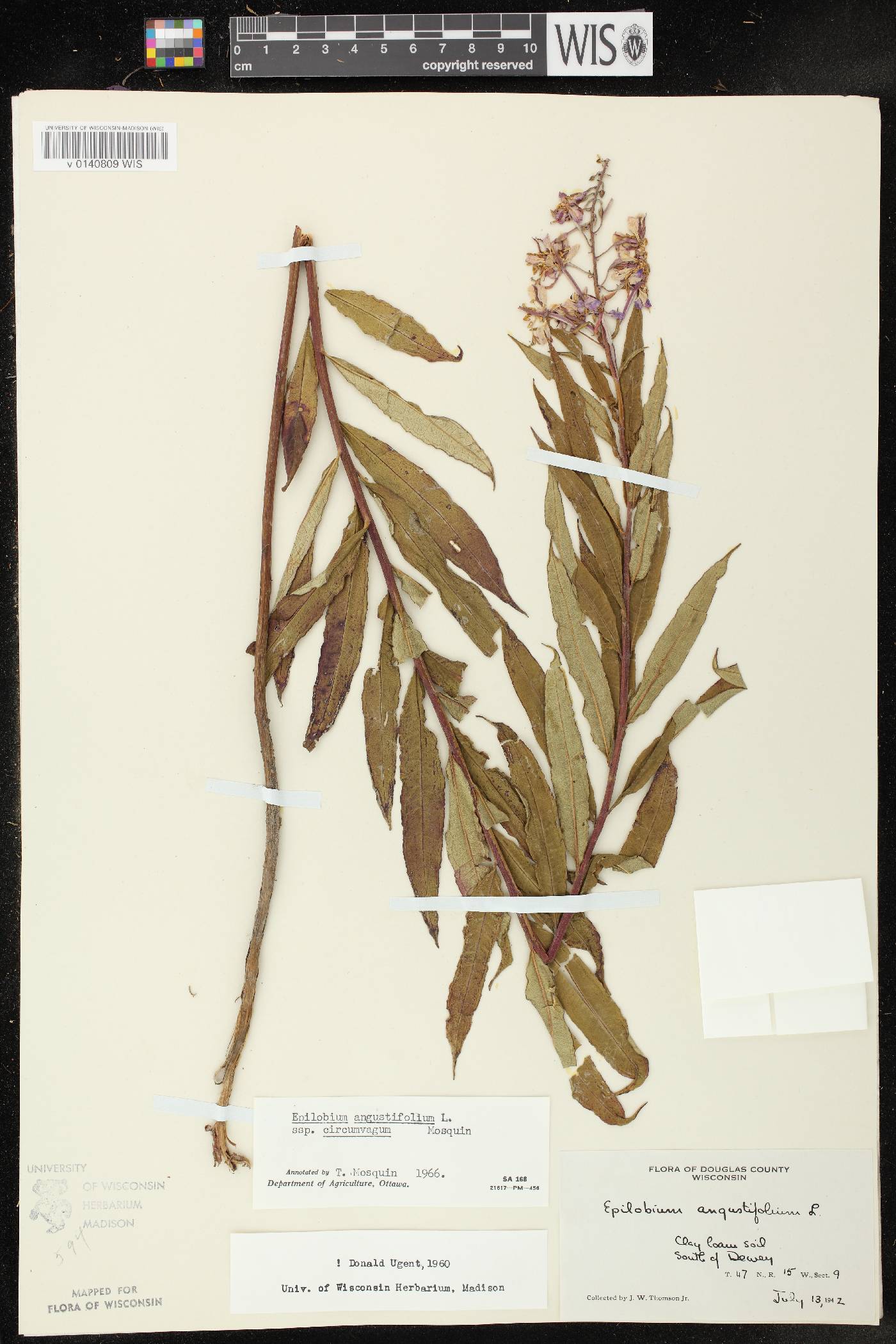 Chamerion angustifolium subsp. circumvagum image