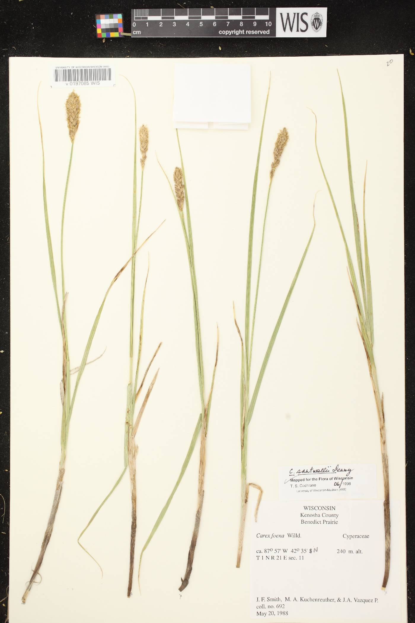 Carex sartwellii image