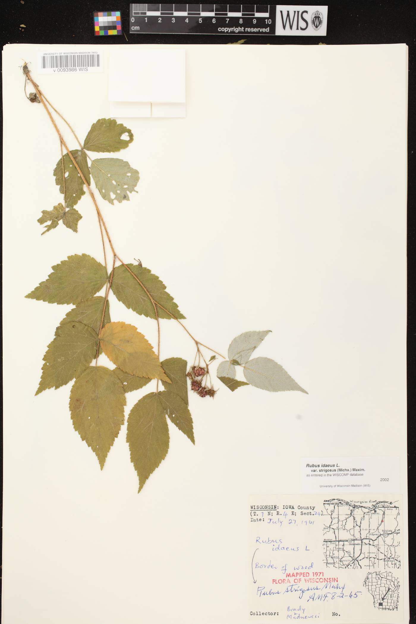 Rubus idaeus subsp. strigosus image