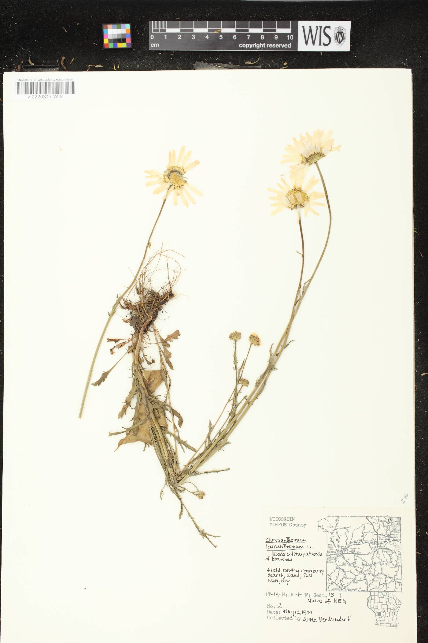 Leucanthemum vulgare image