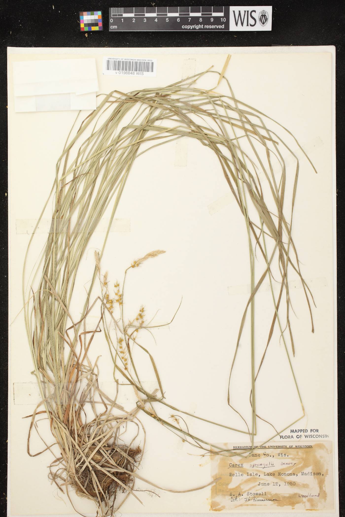 Carex sprengelii image