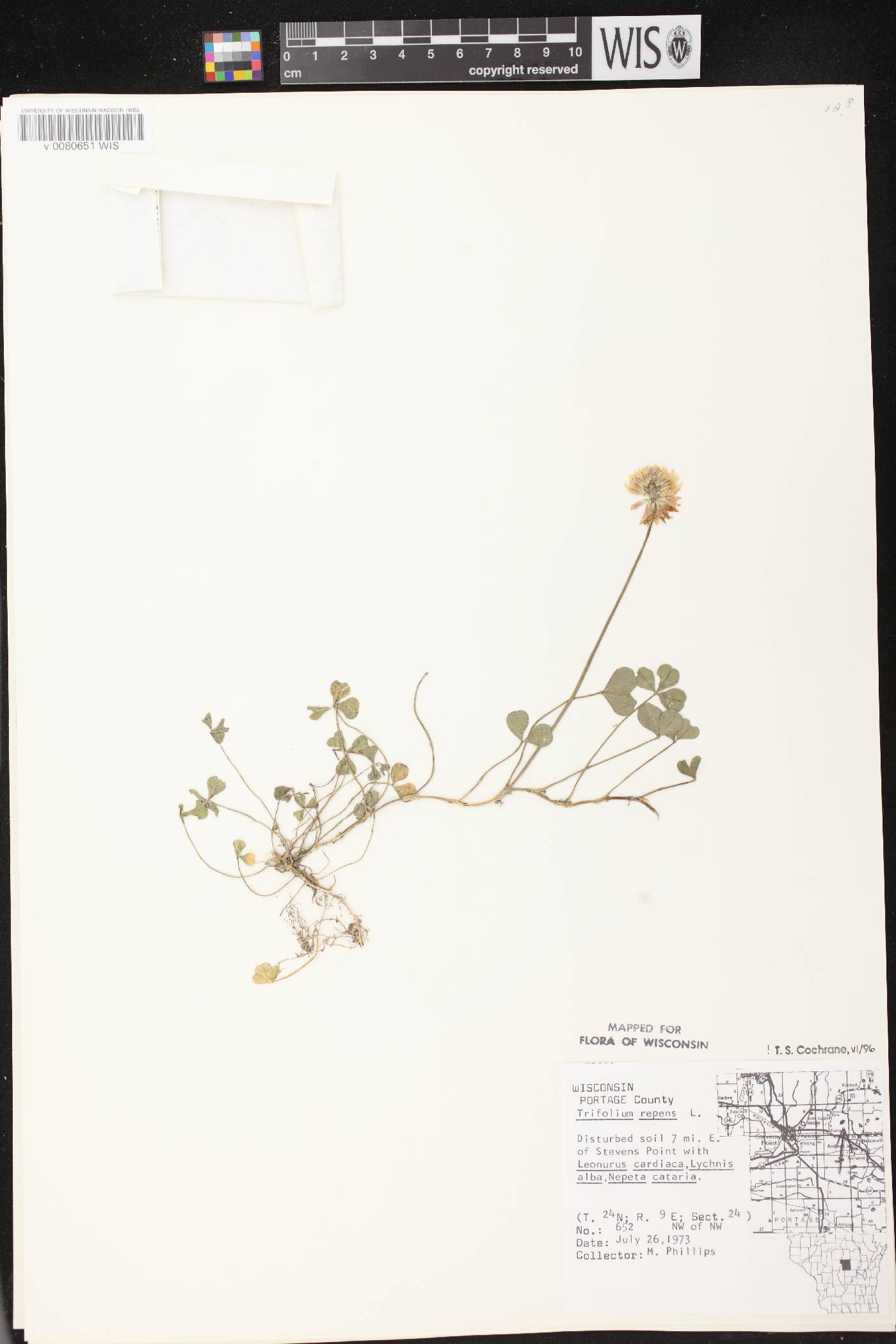 Trifolium repens image