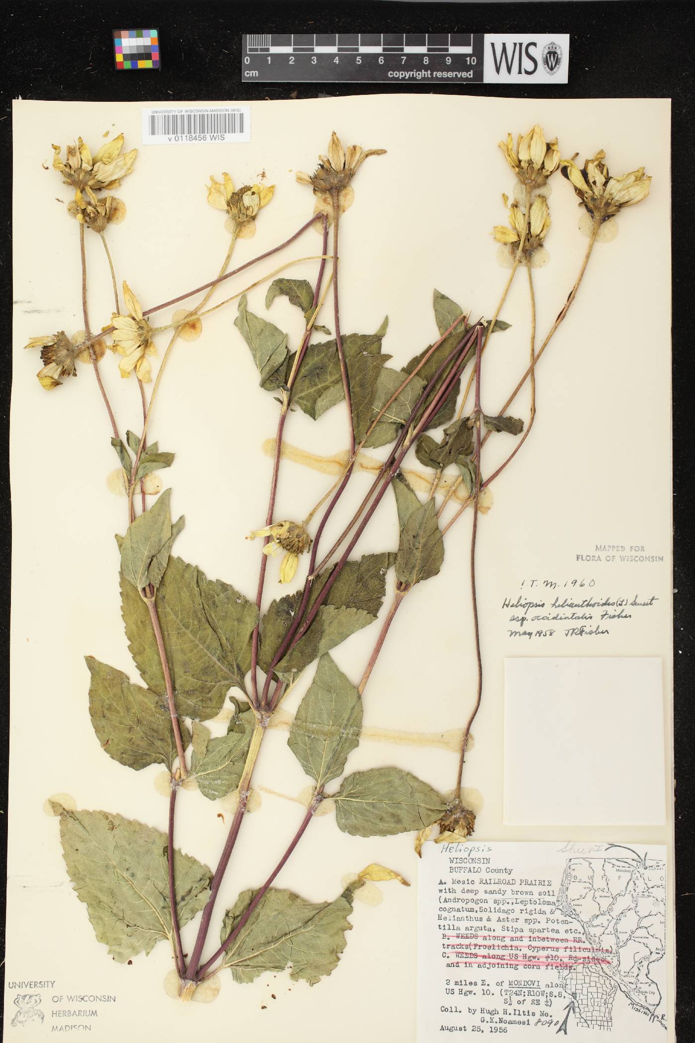 Heliopsis helianthoides image