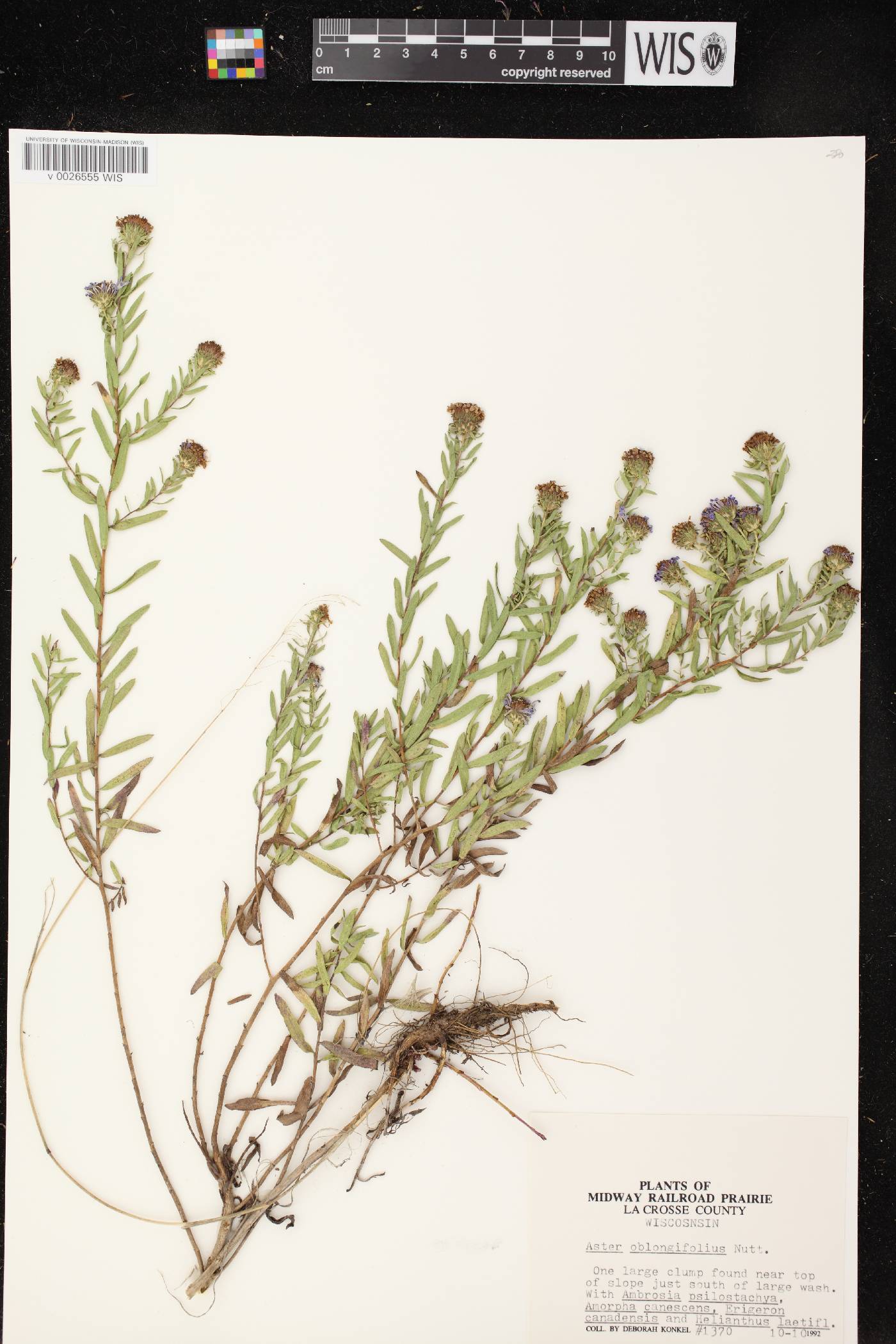 Symphyotrichum oblongifolium image