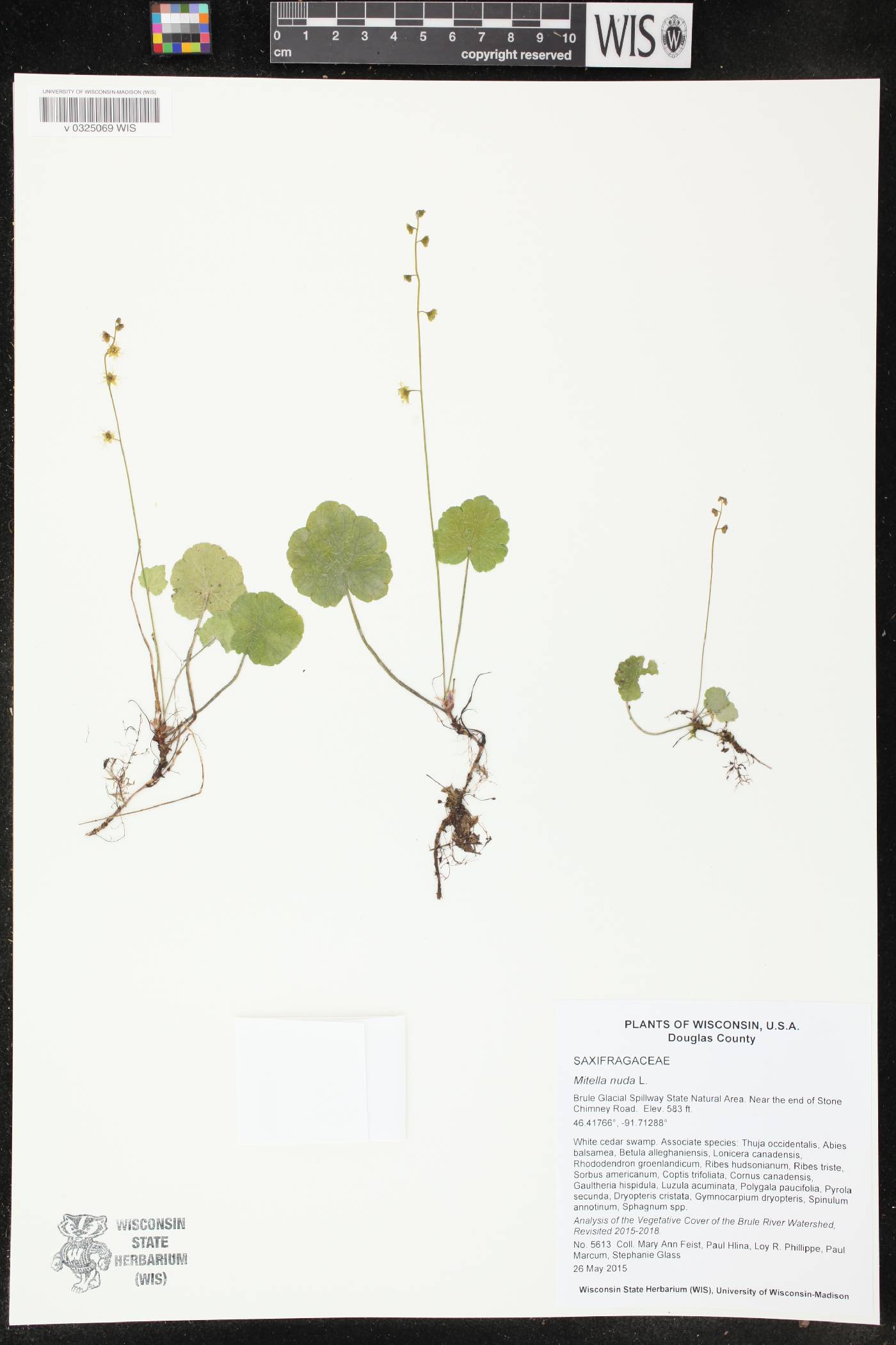 Mitella nuda image