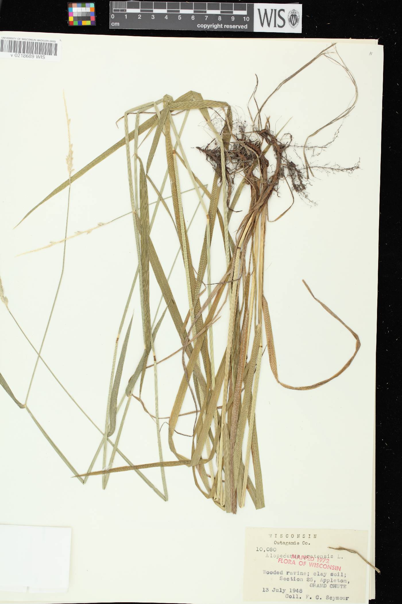 Alopecurus pratensis image