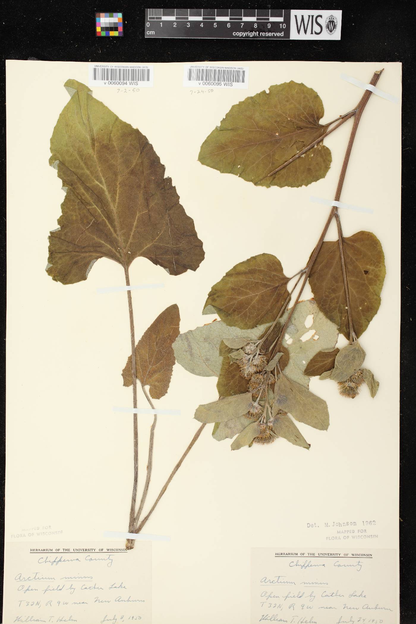 Arctium minus image