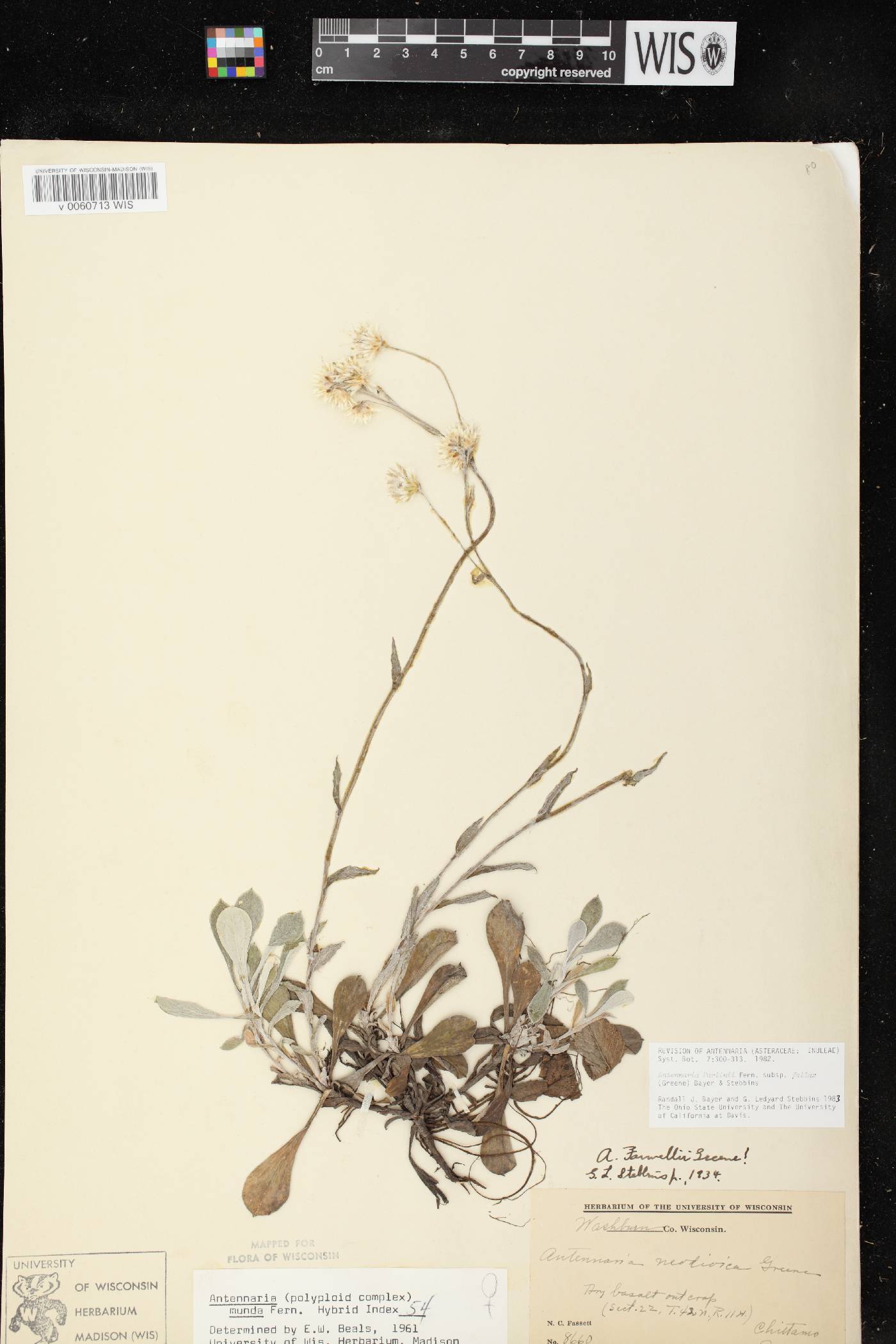Antennaria parlinii subsp. fallax image