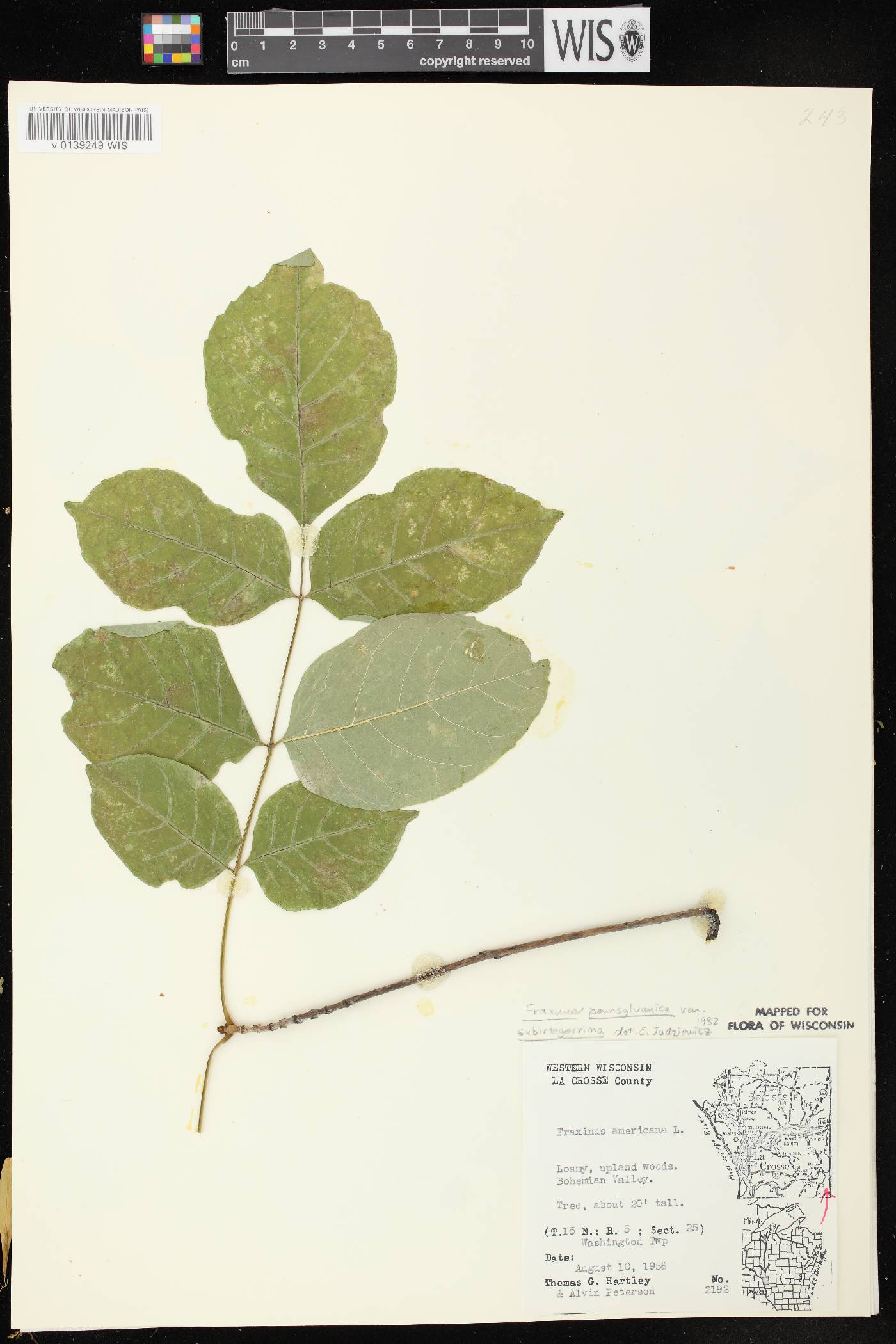 Fraxinus pennsylvanica image