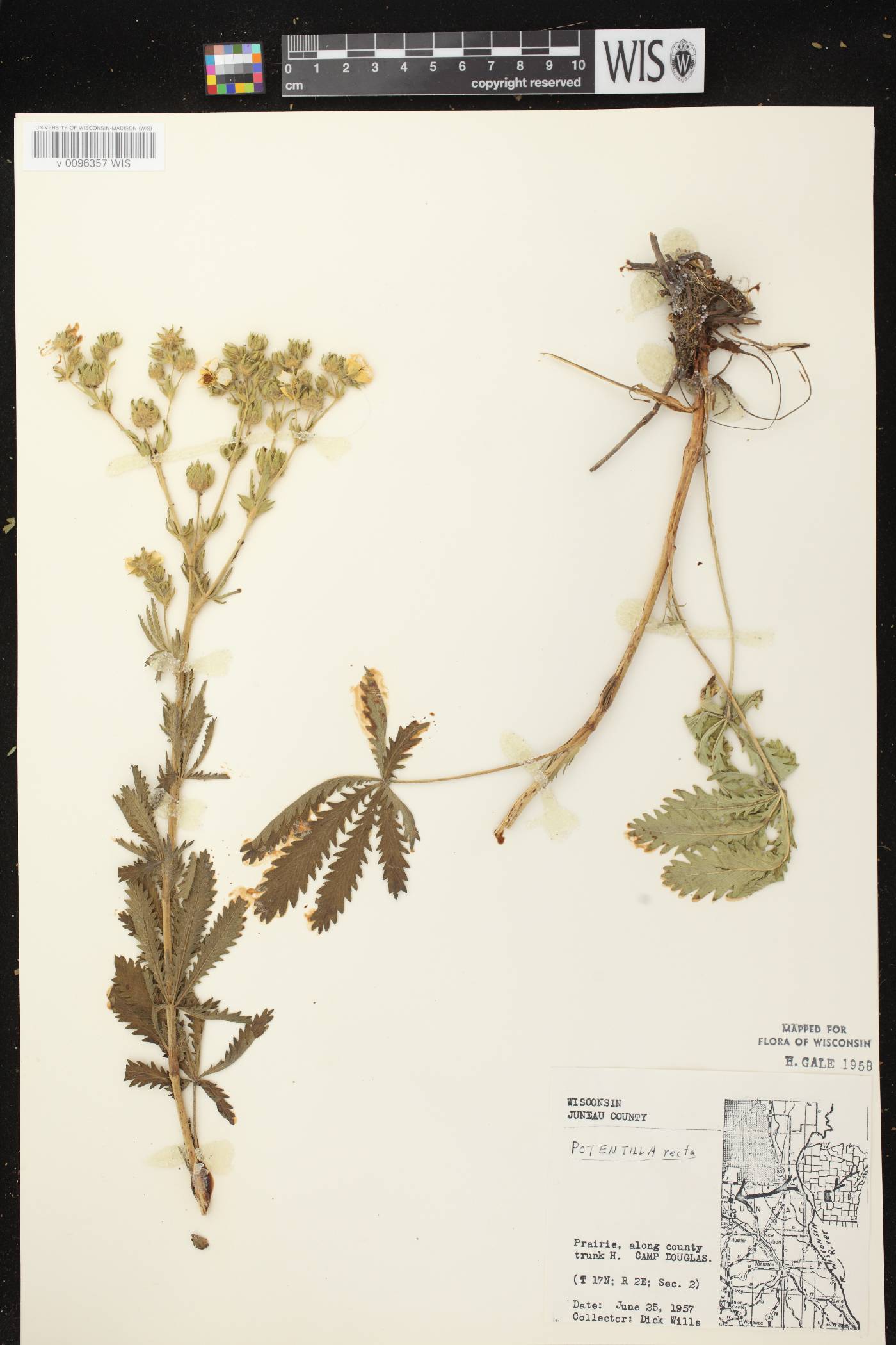 Potentilla recta image