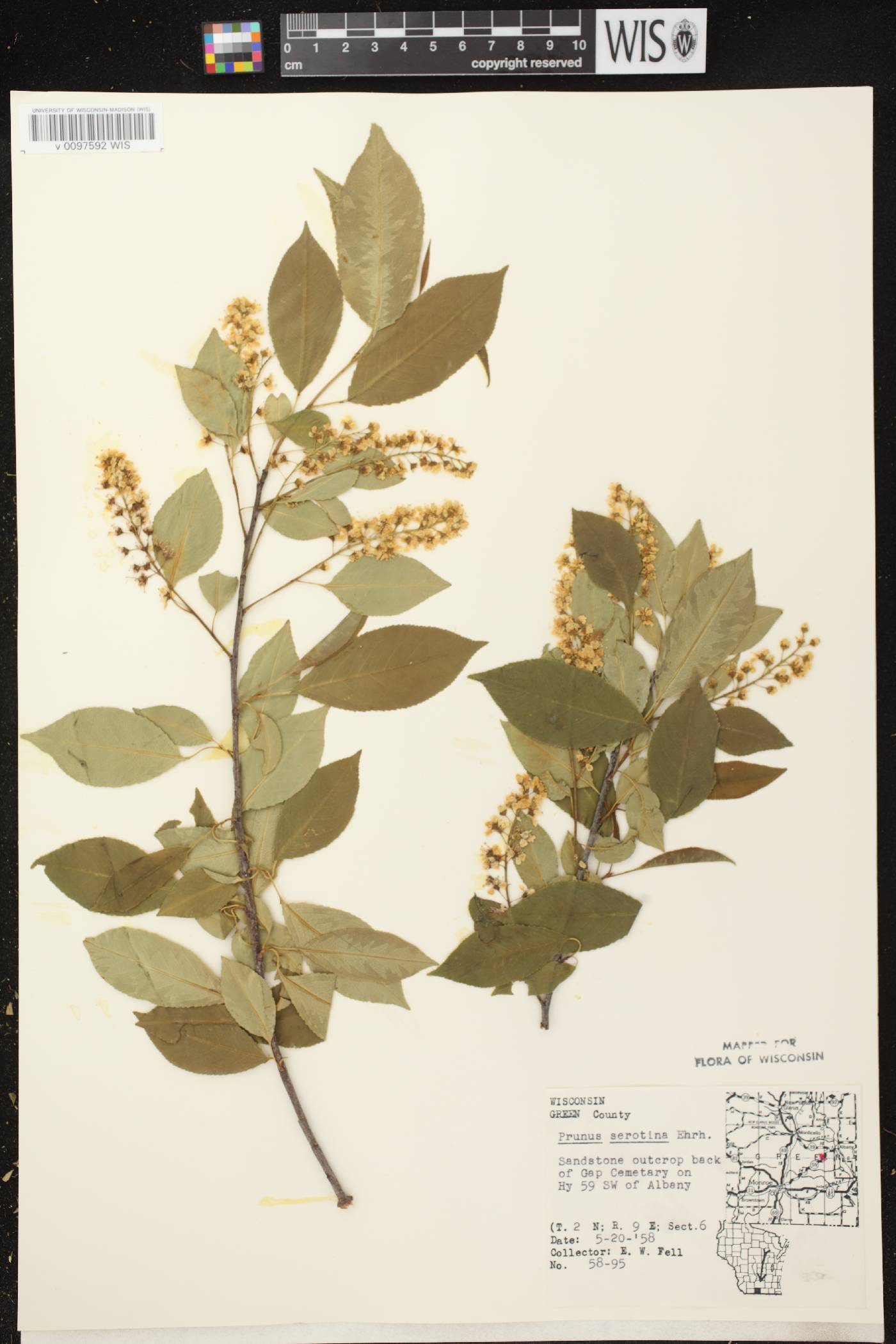 Prunus serotina var. serotina image